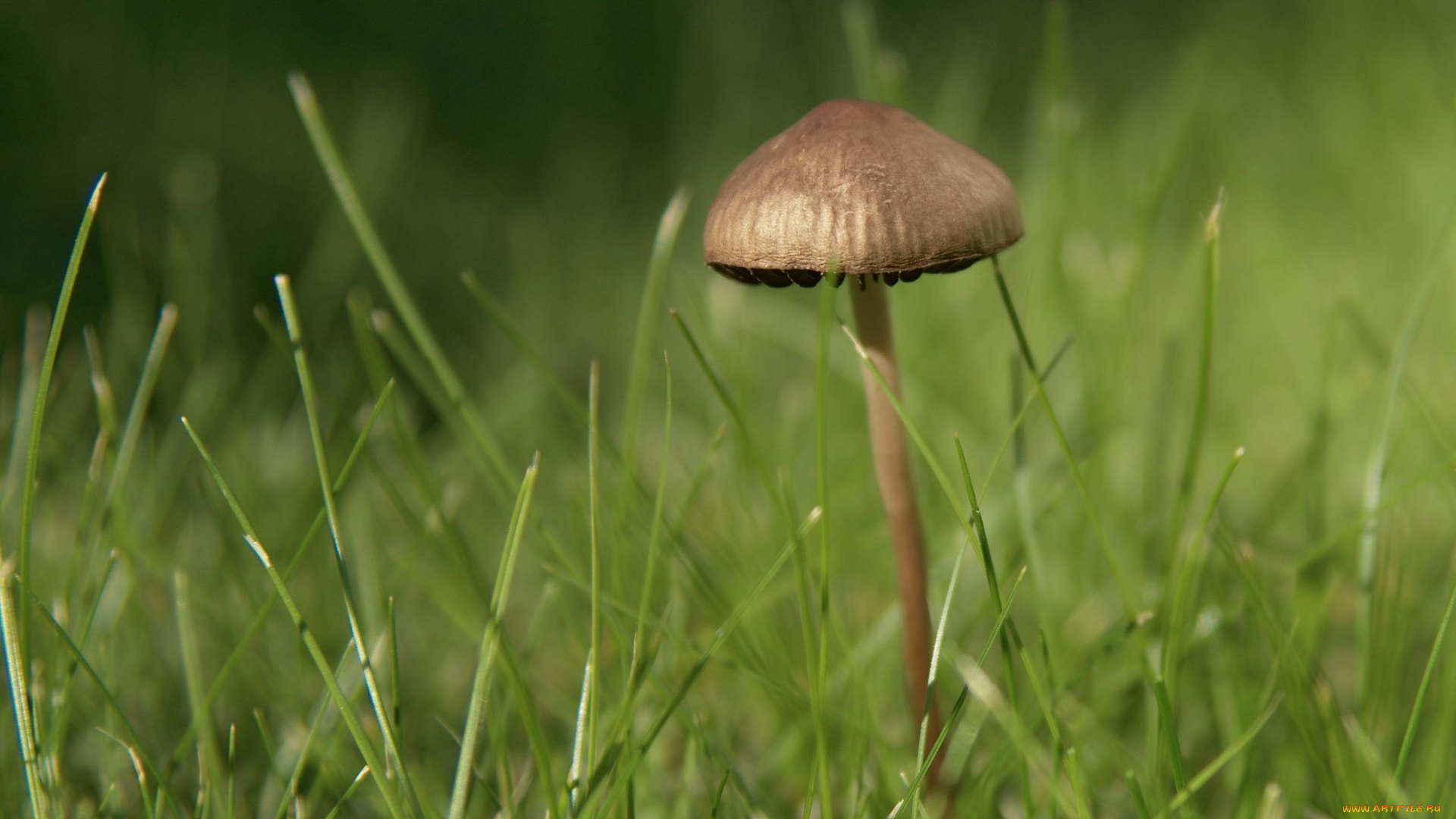 природа, грибы