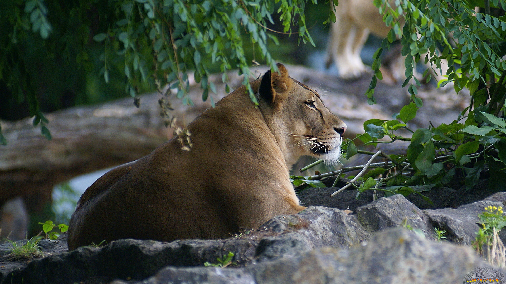 животные, львы