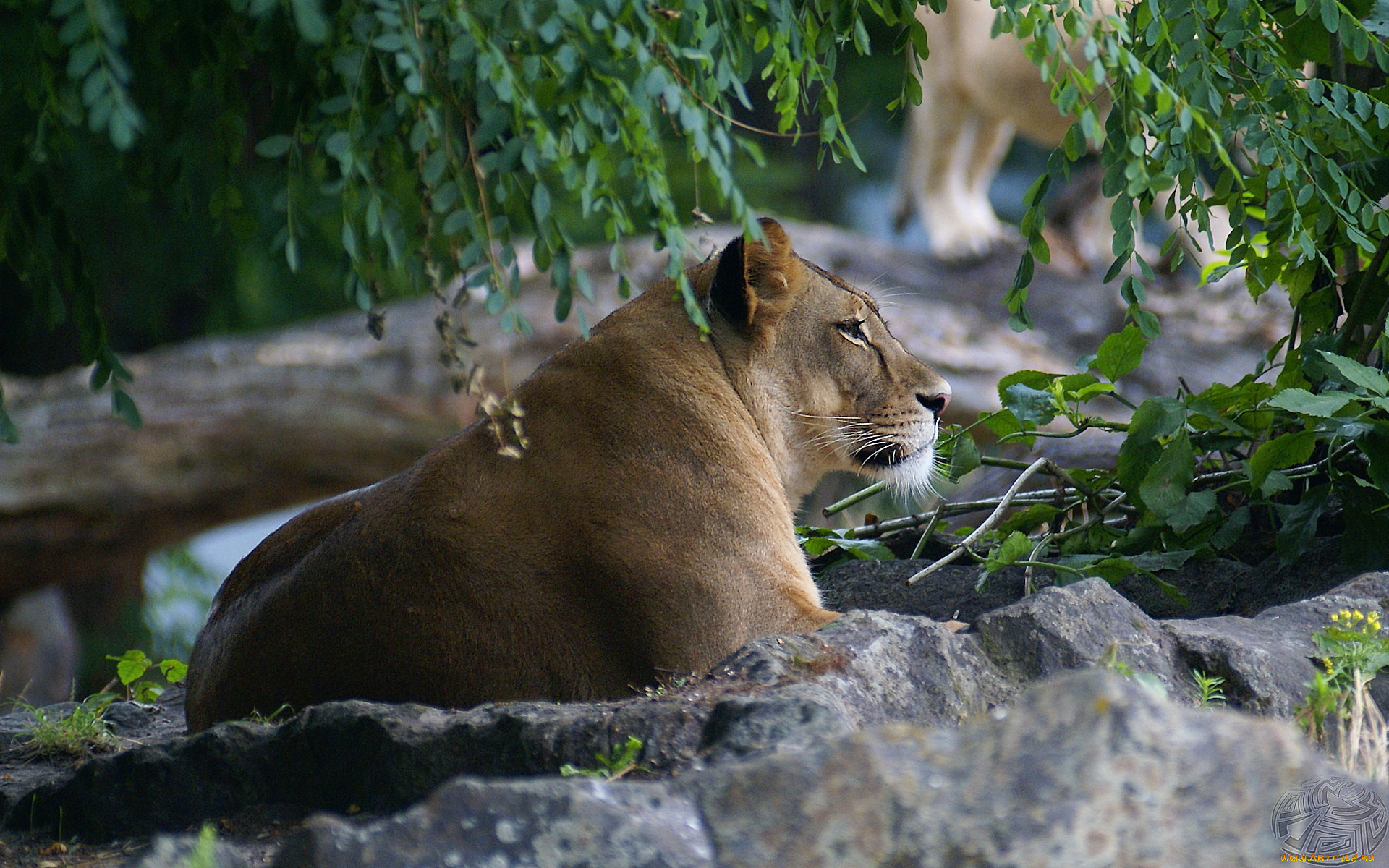 животные, львы