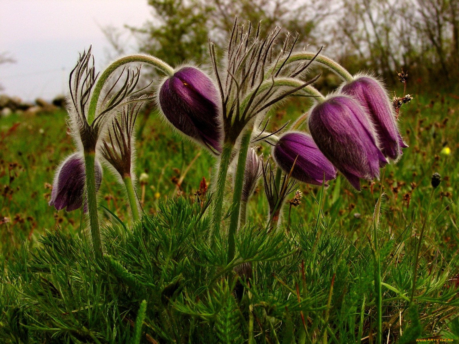 цветы, анемоны, адонисы