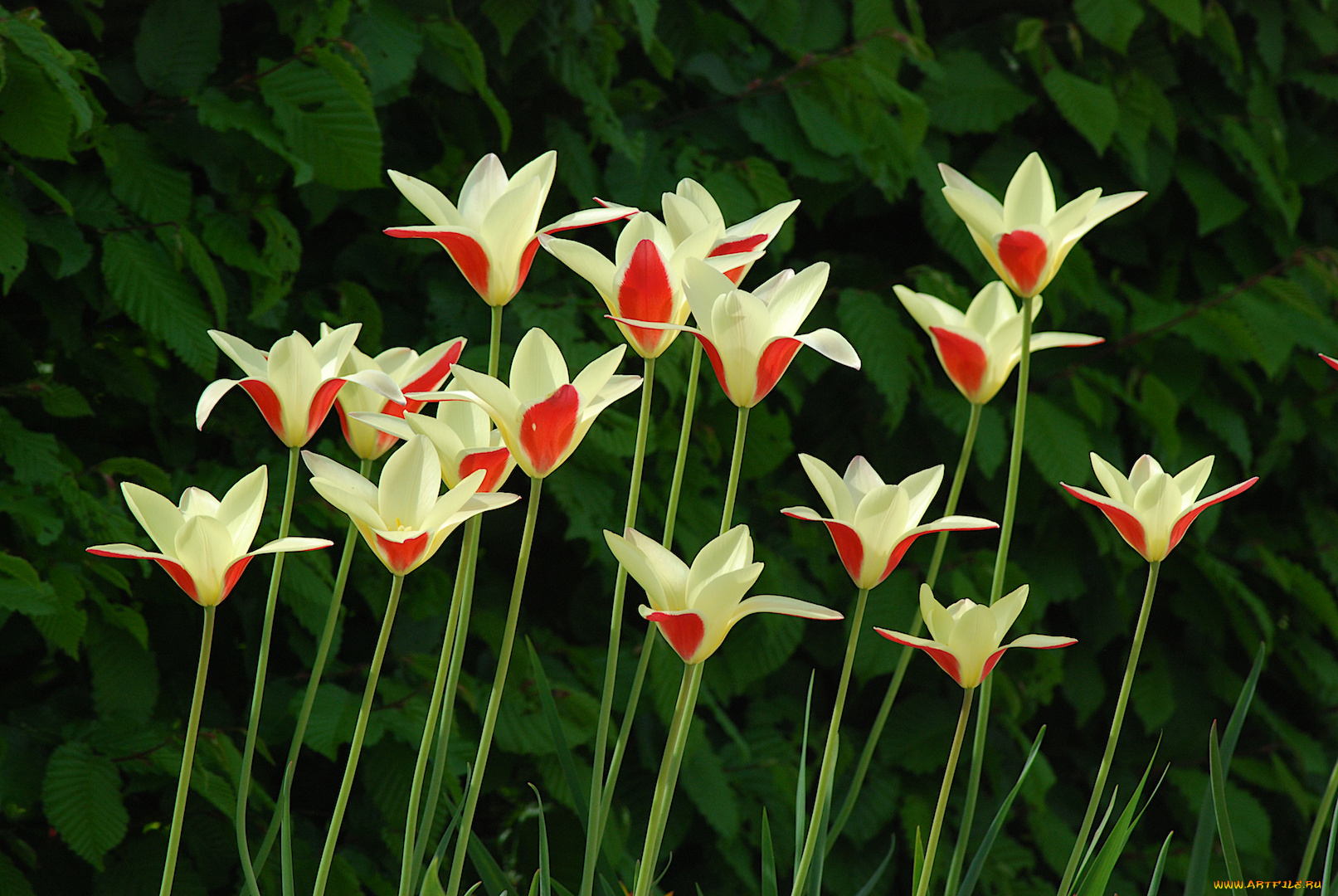 цветы, тюльпаны