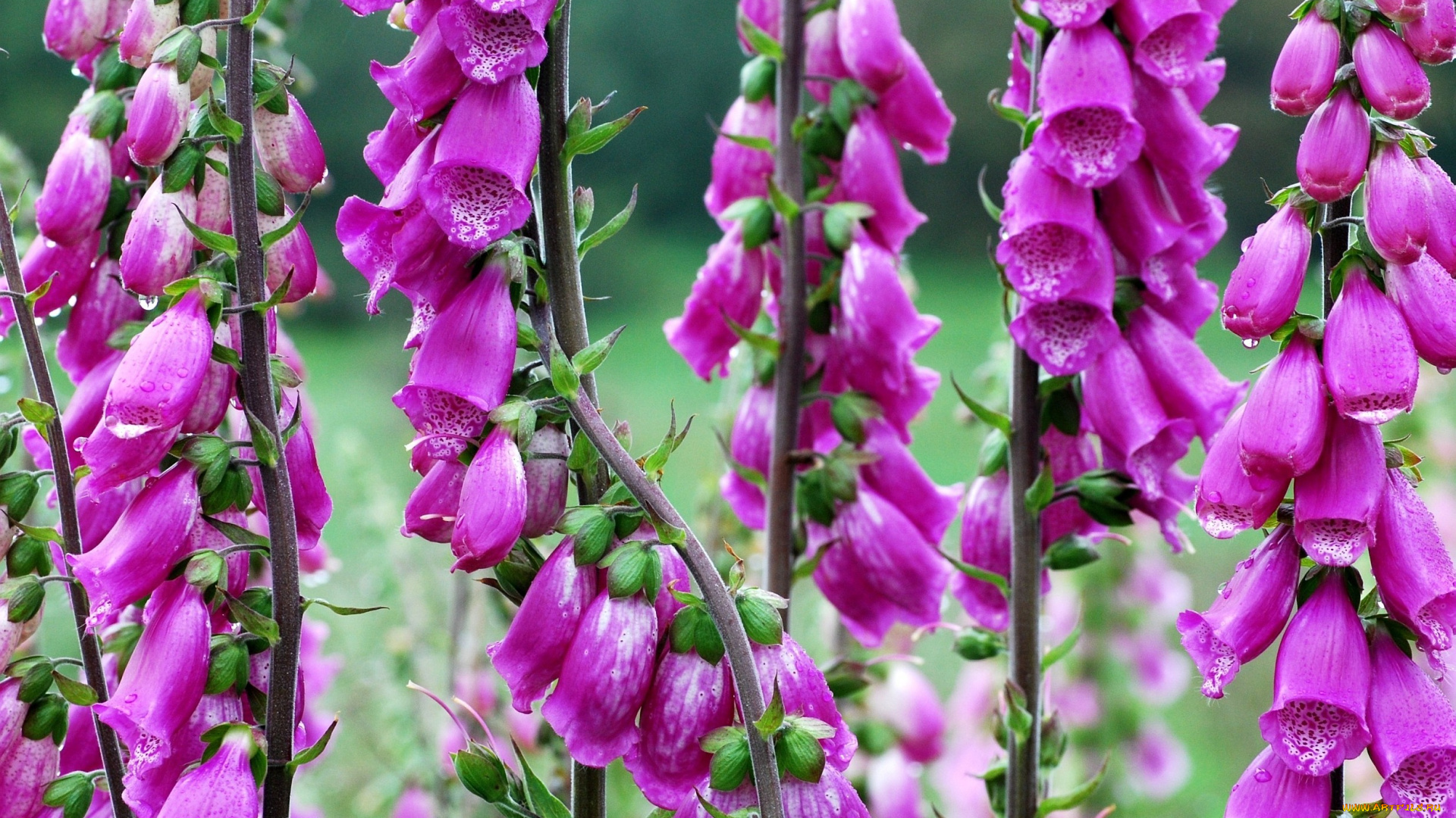 наперстянки, цветы, дигиталис, наперстянка, розовый, яркий
