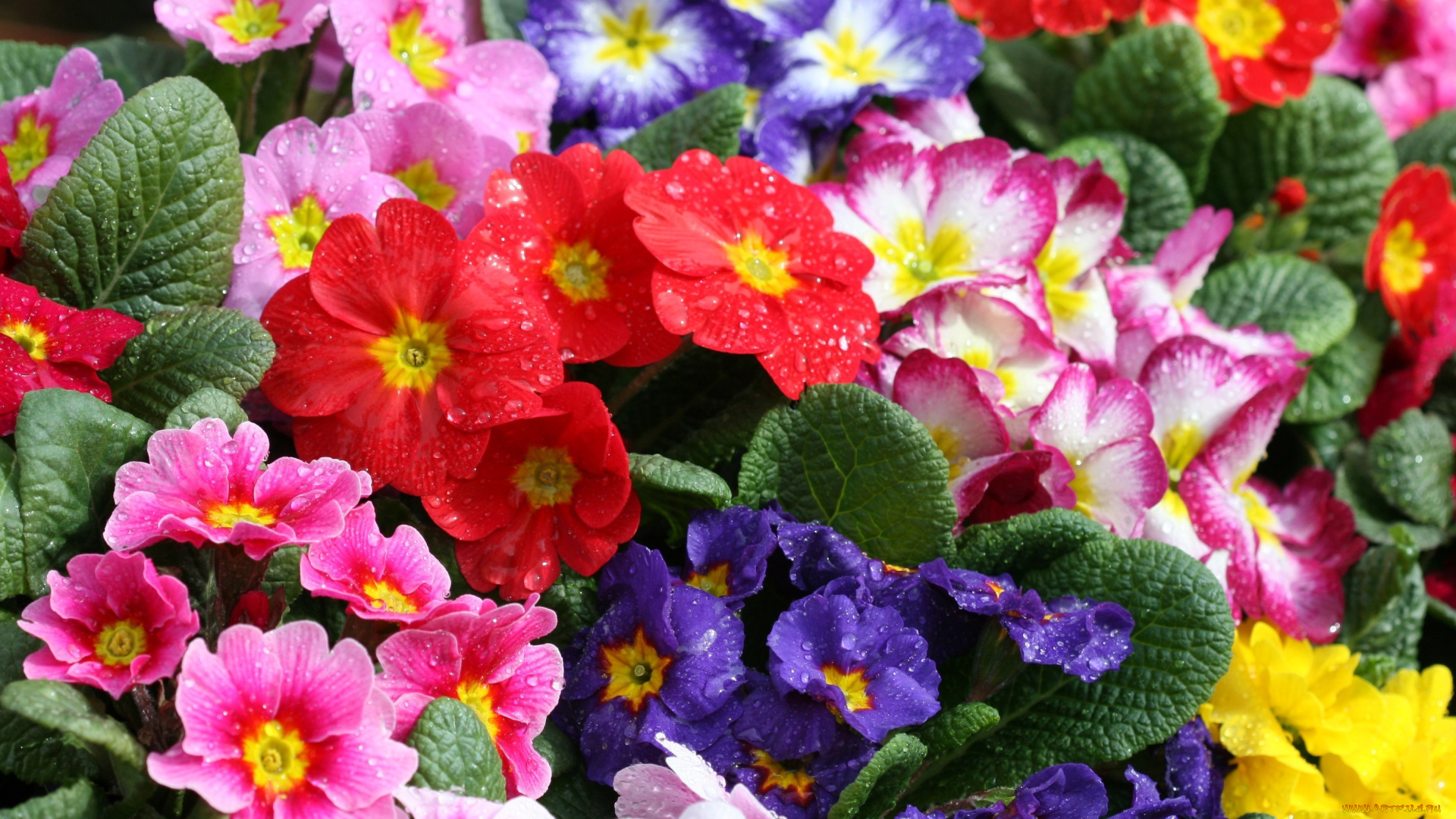 примулы, цветы, разноцветный