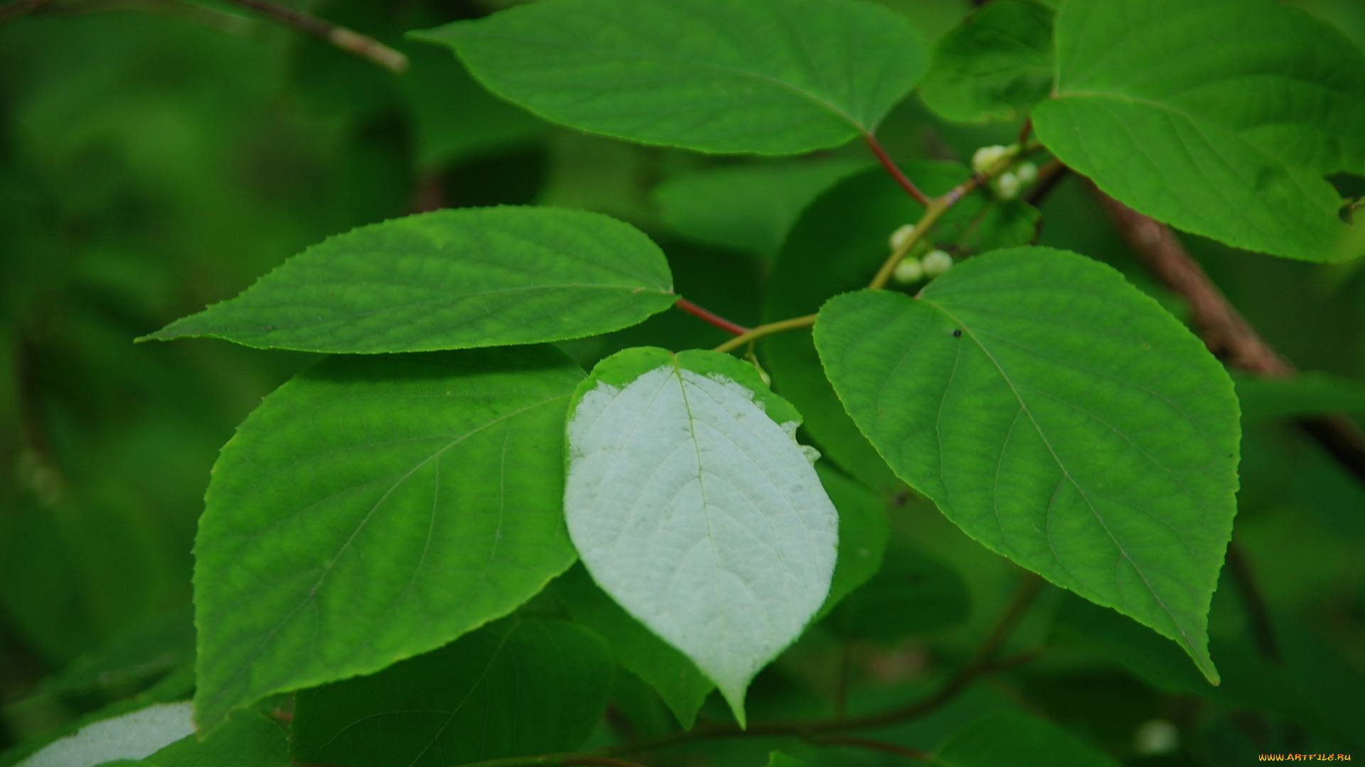 природа, листья