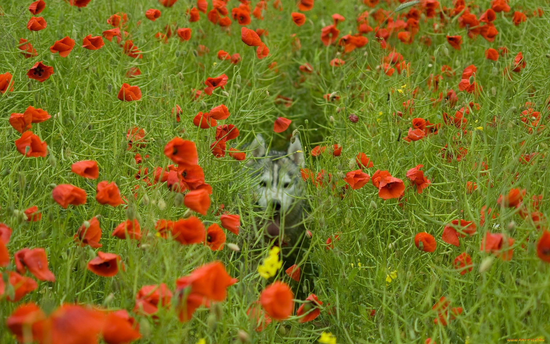 цветы, маки