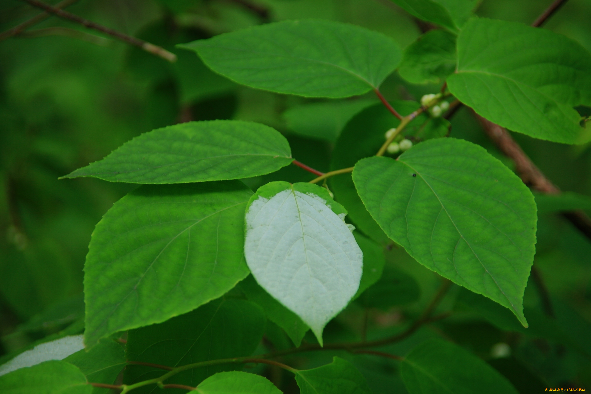 природа, листья