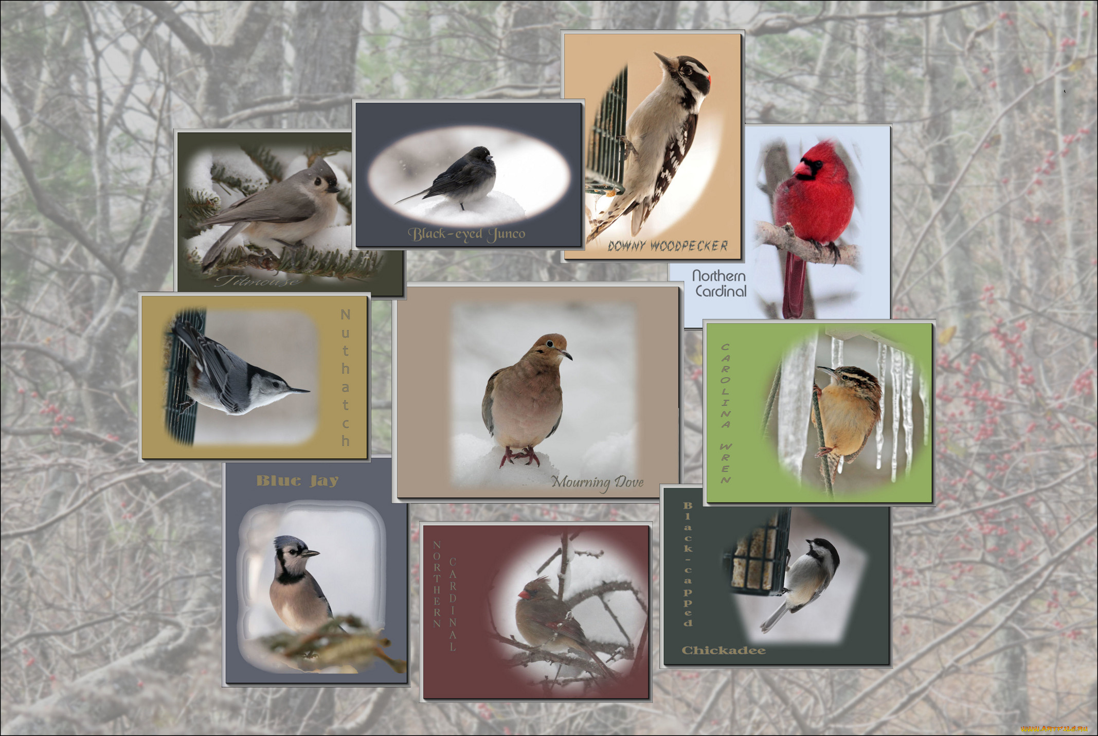 животные, птицы