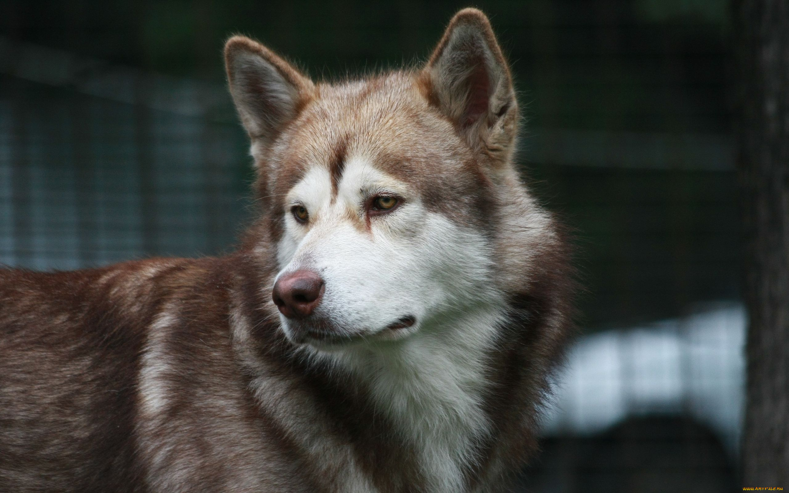 животные, собаки, маламут