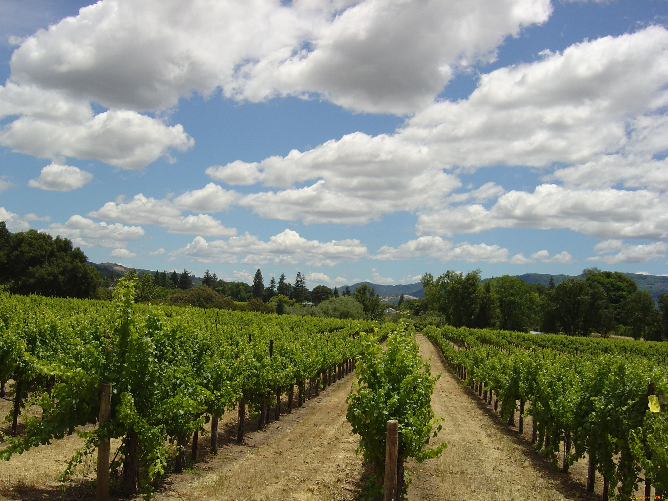 природа, поля, виноградник