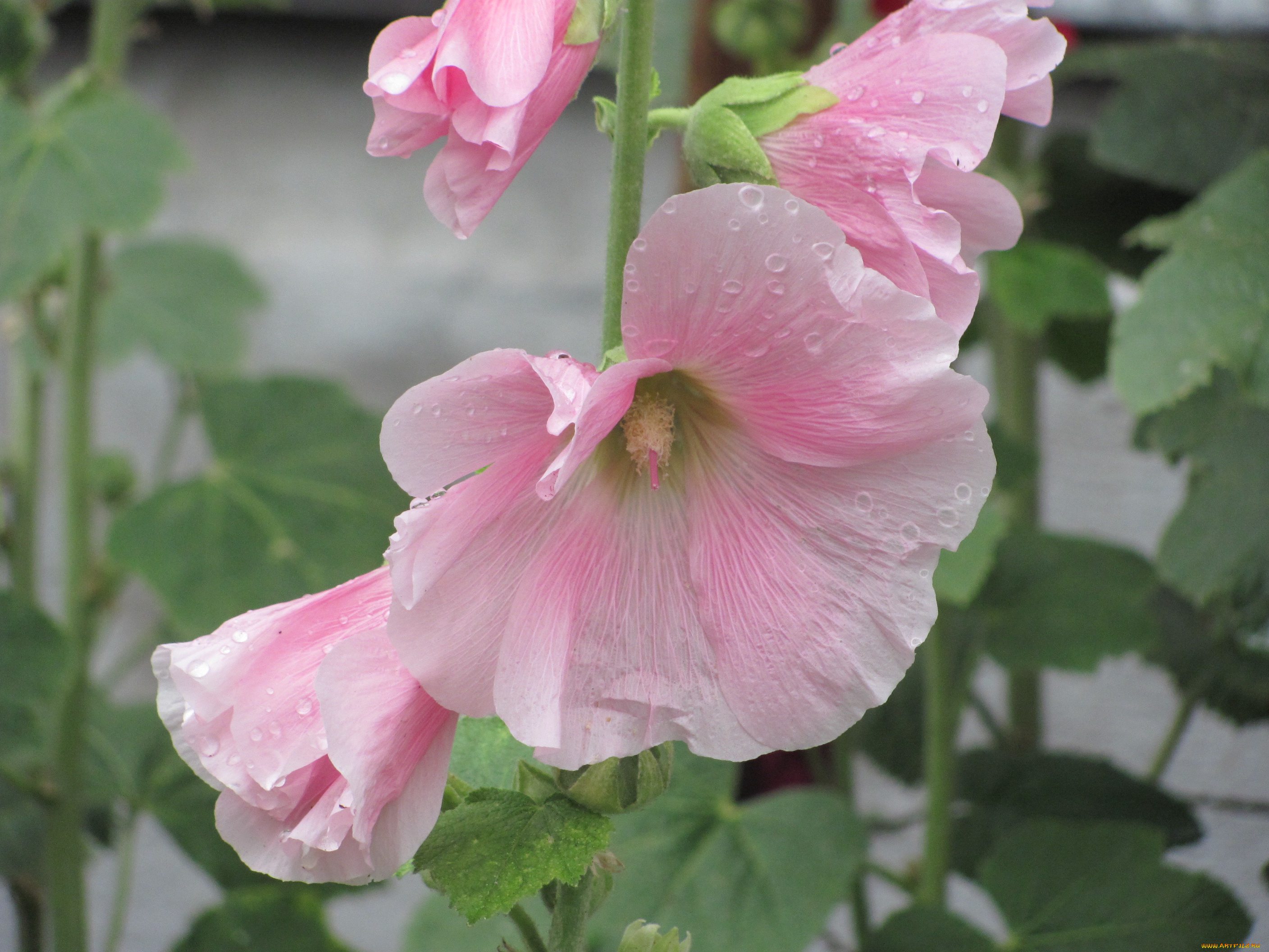 цветы, мальвы, бело-розовые