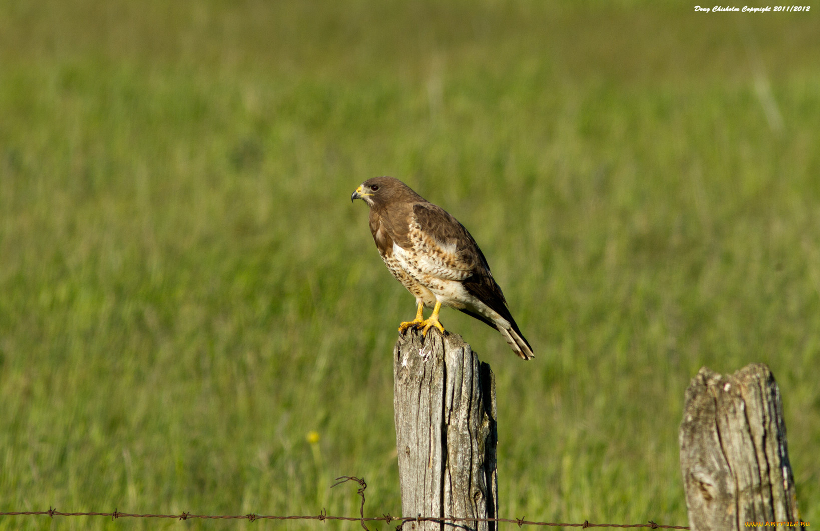животные, птицы, хищники, забор