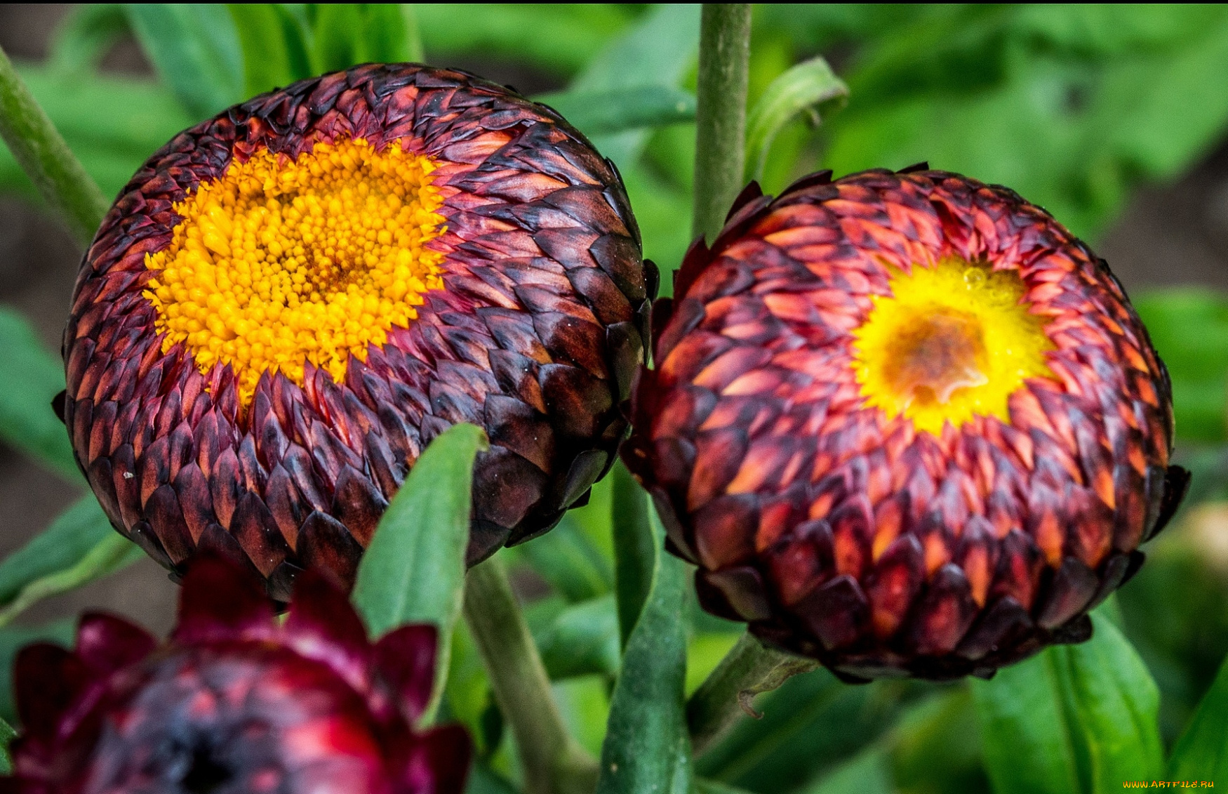 цветы, бессмертник, круглый, бордовый