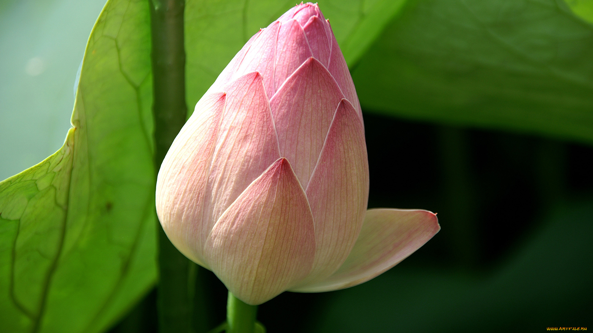 цветы, лотосы, лотос