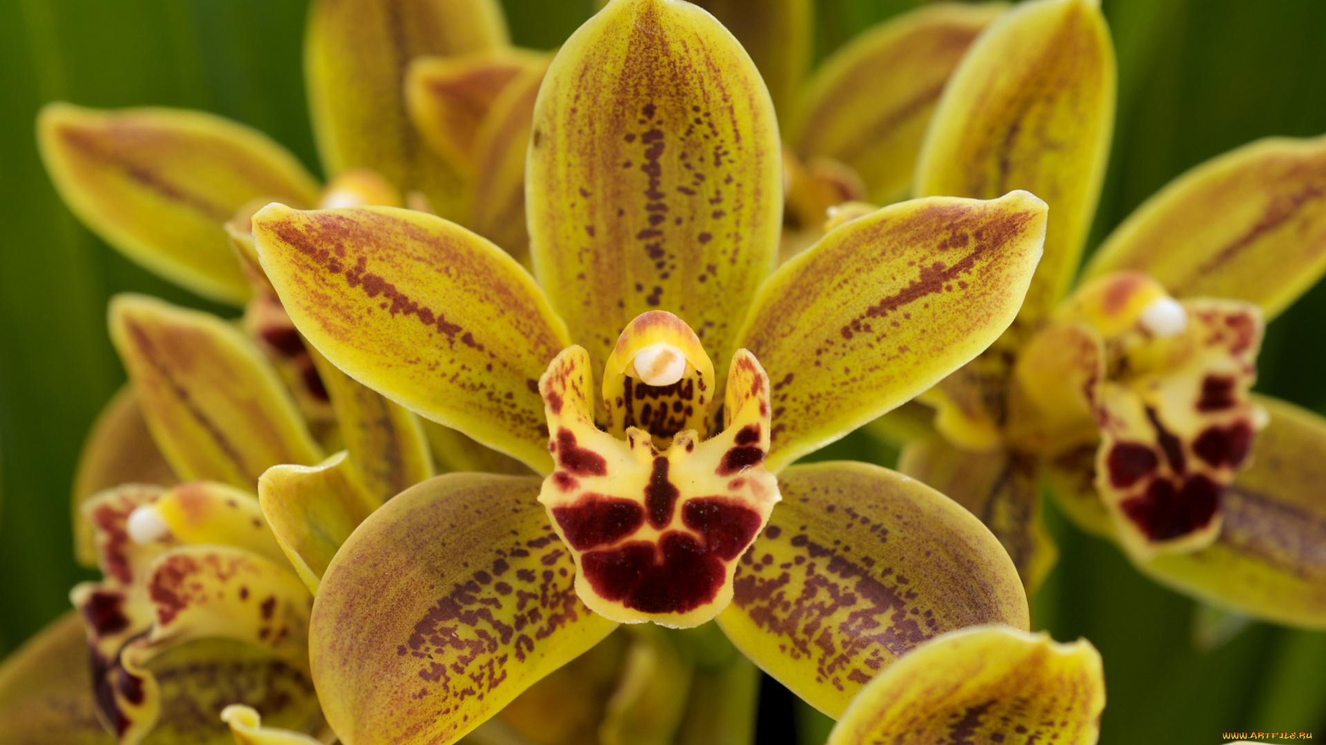 цветы, орхидеи, горчичный, экзотика