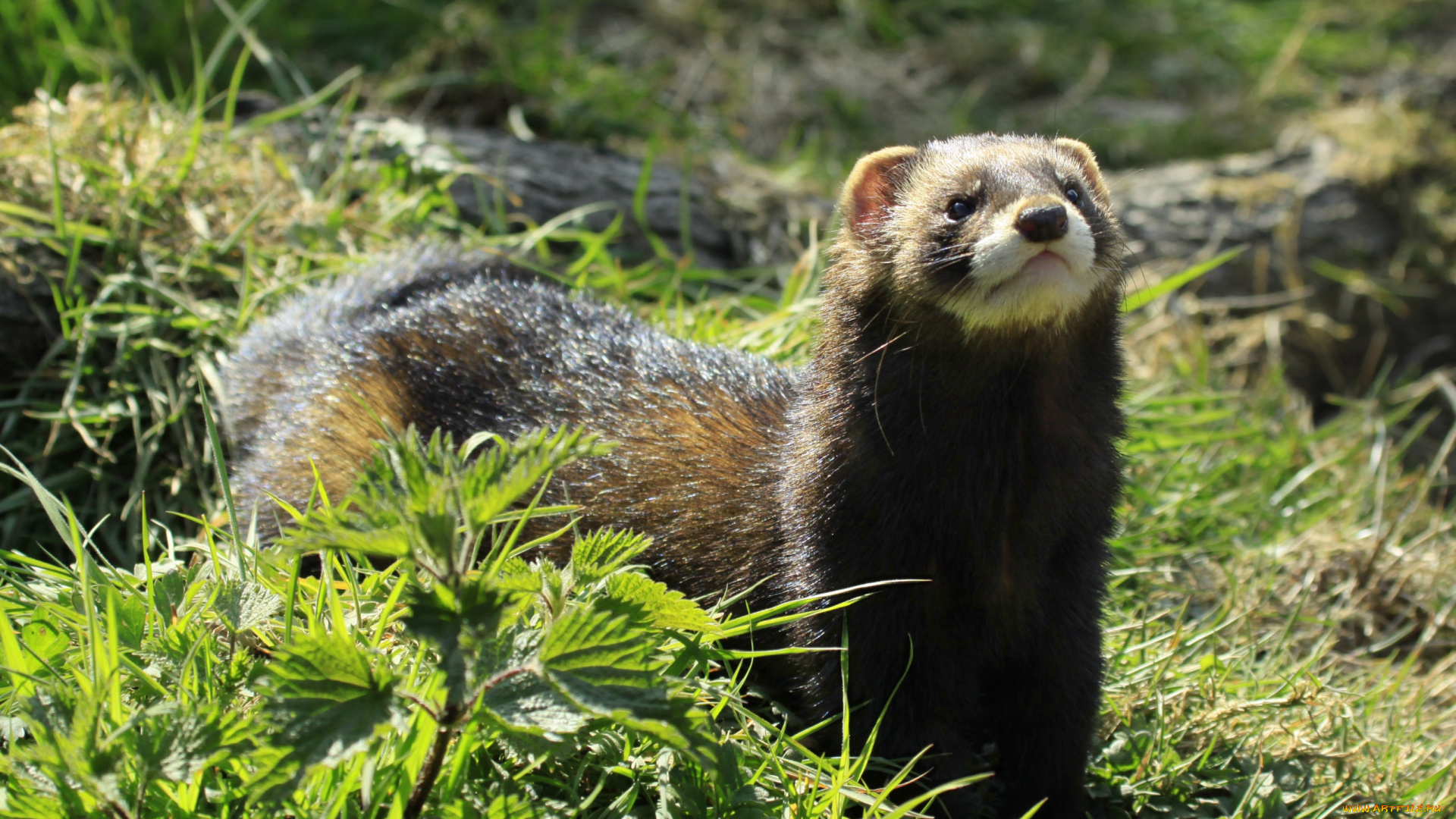 животные, хорьки, ласки, соболи, горностаи, куницы, шерсть, мордочка