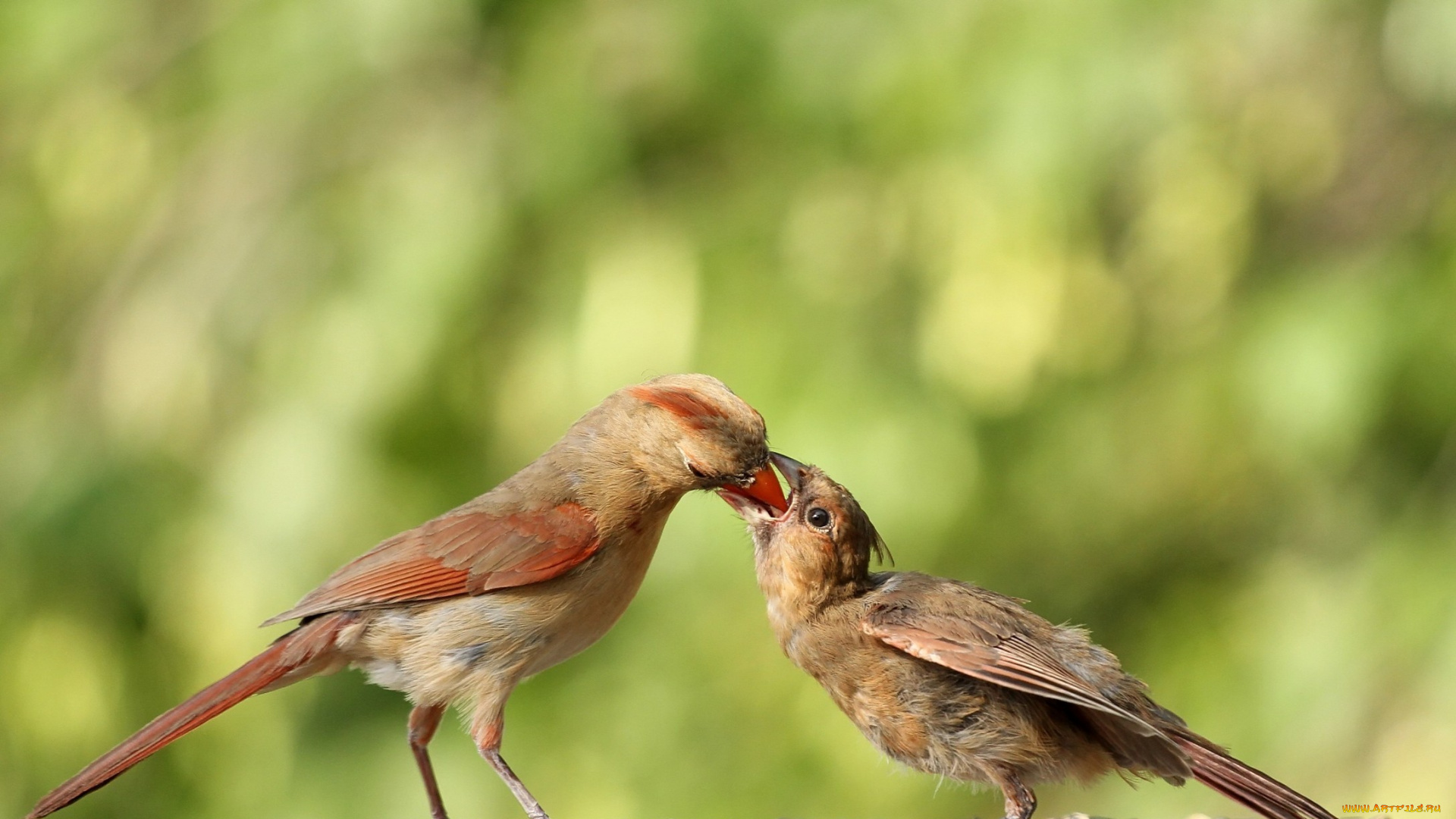 животные, кардиналы, птицы