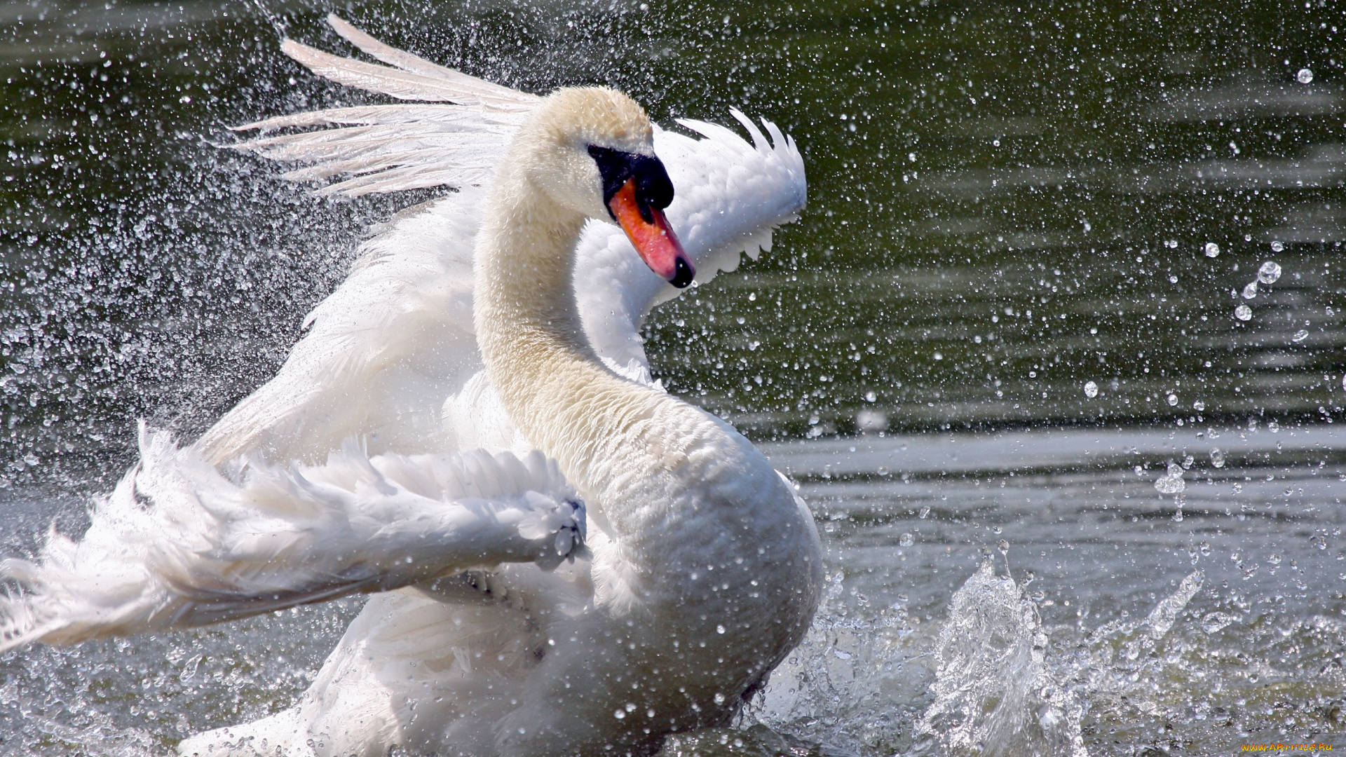 животные, лебеди, белый, шипун, крылья, брызги