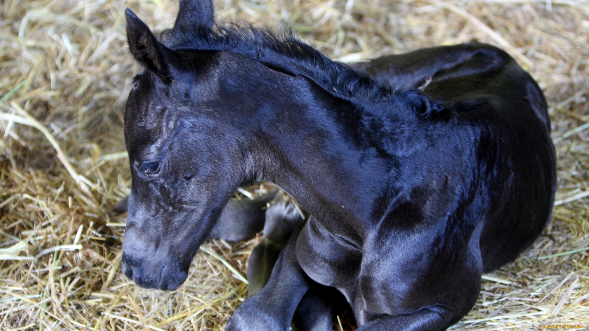 животные, лошади, жеребенок, вороной