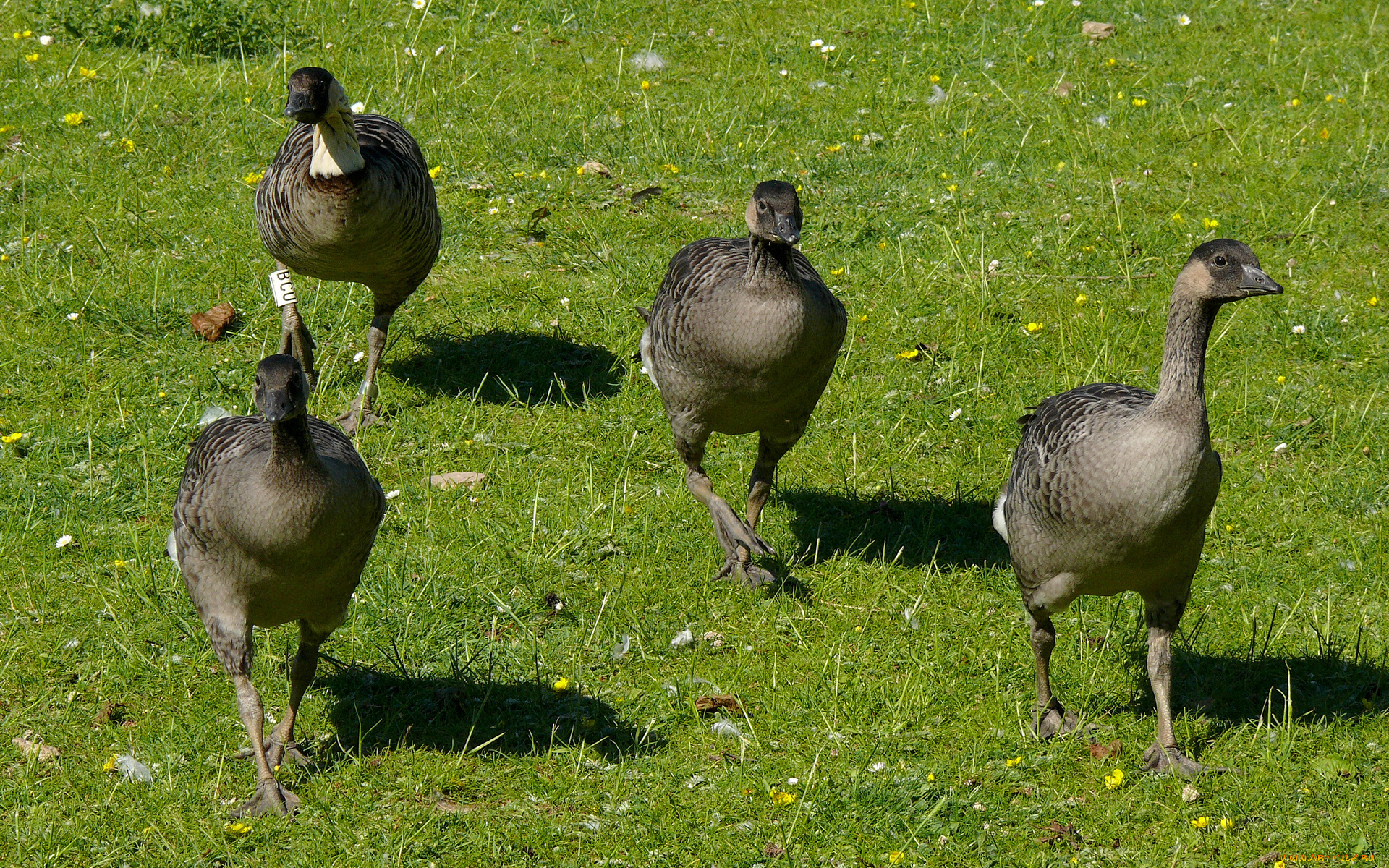 животные, гуси