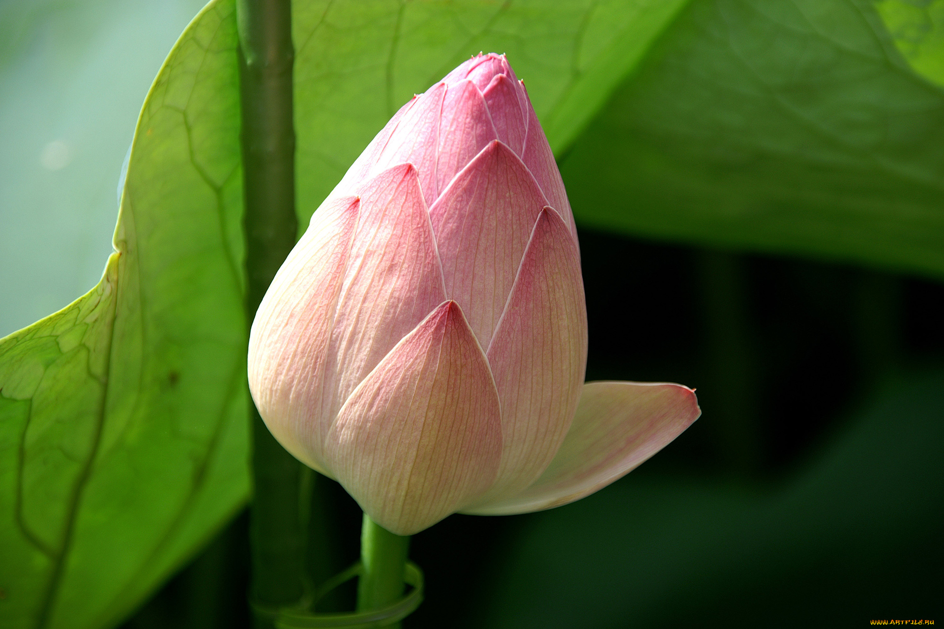 цветы, лотосы, лотос