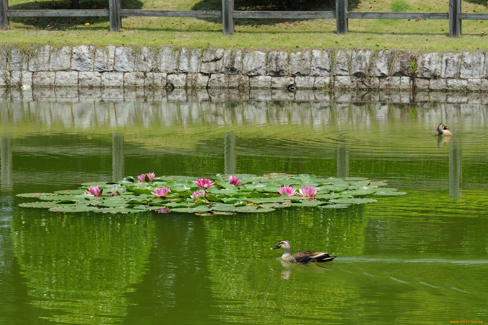 животные, утки, водоем, лотос