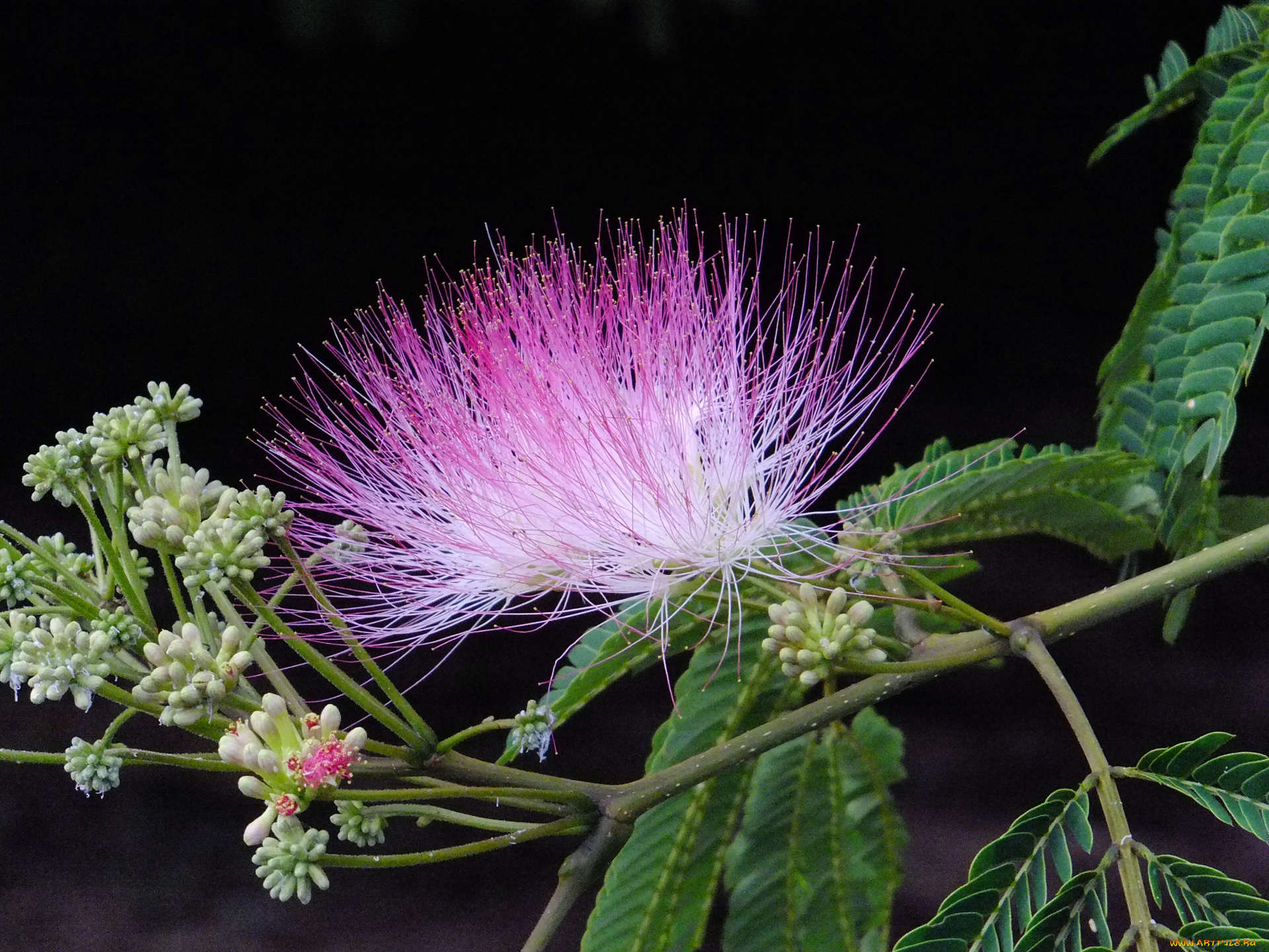 цветы, акация, веточка