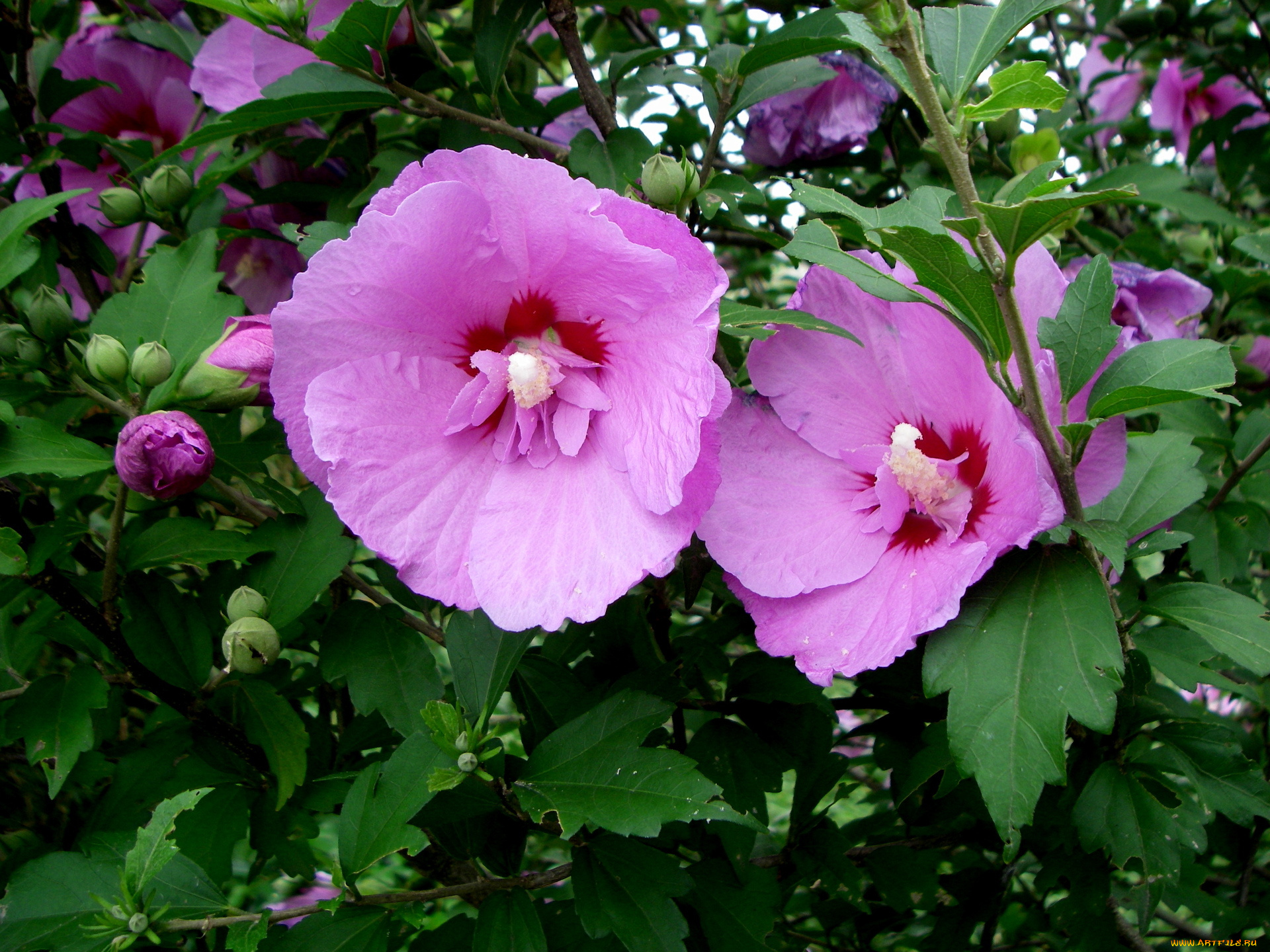 цветы, мальвы, розовый