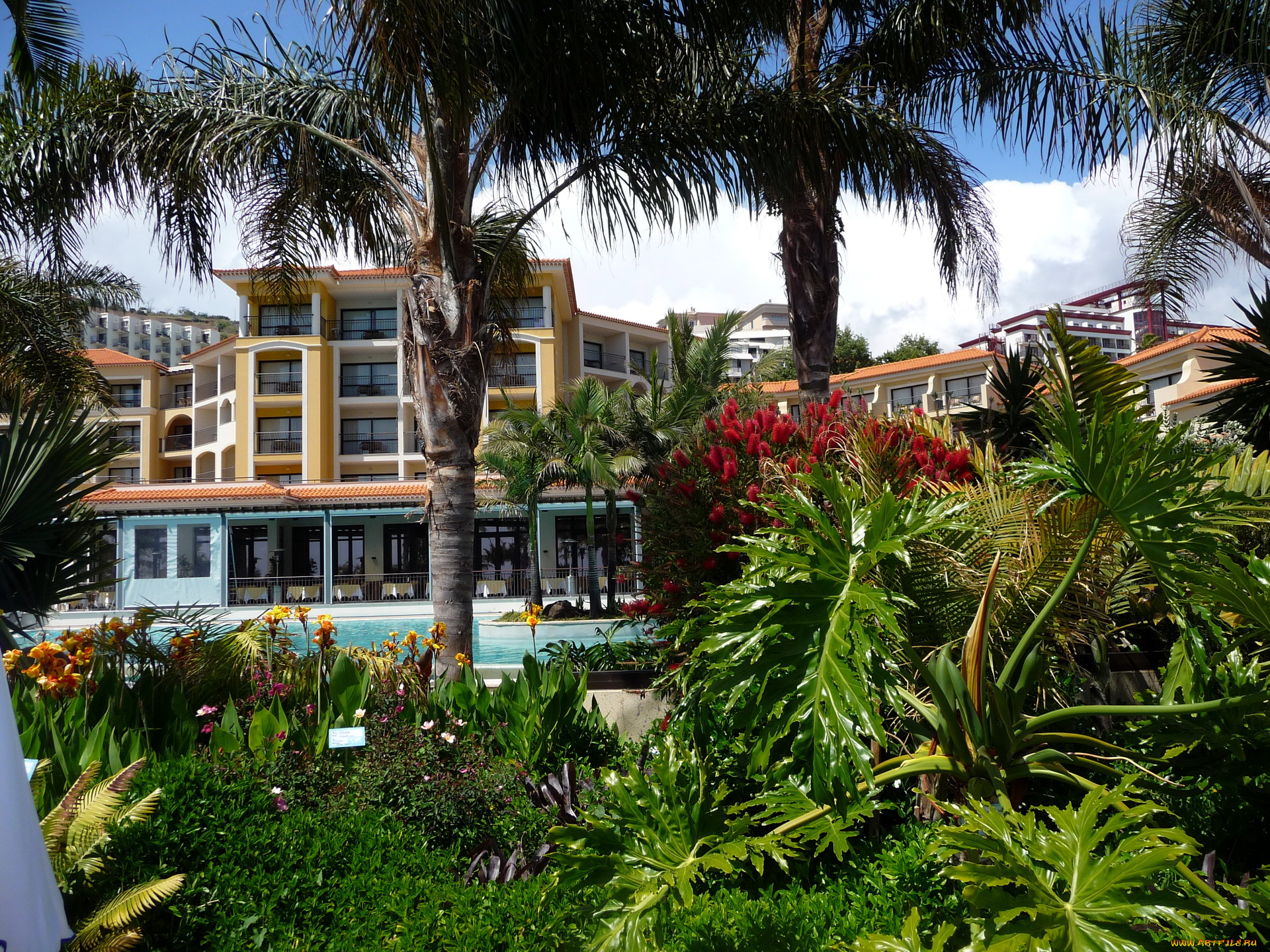 португалия, madeira, фуншал, города, улицы, площади, набережные, зона, отдыха, гостиница, бассейн, пальмы