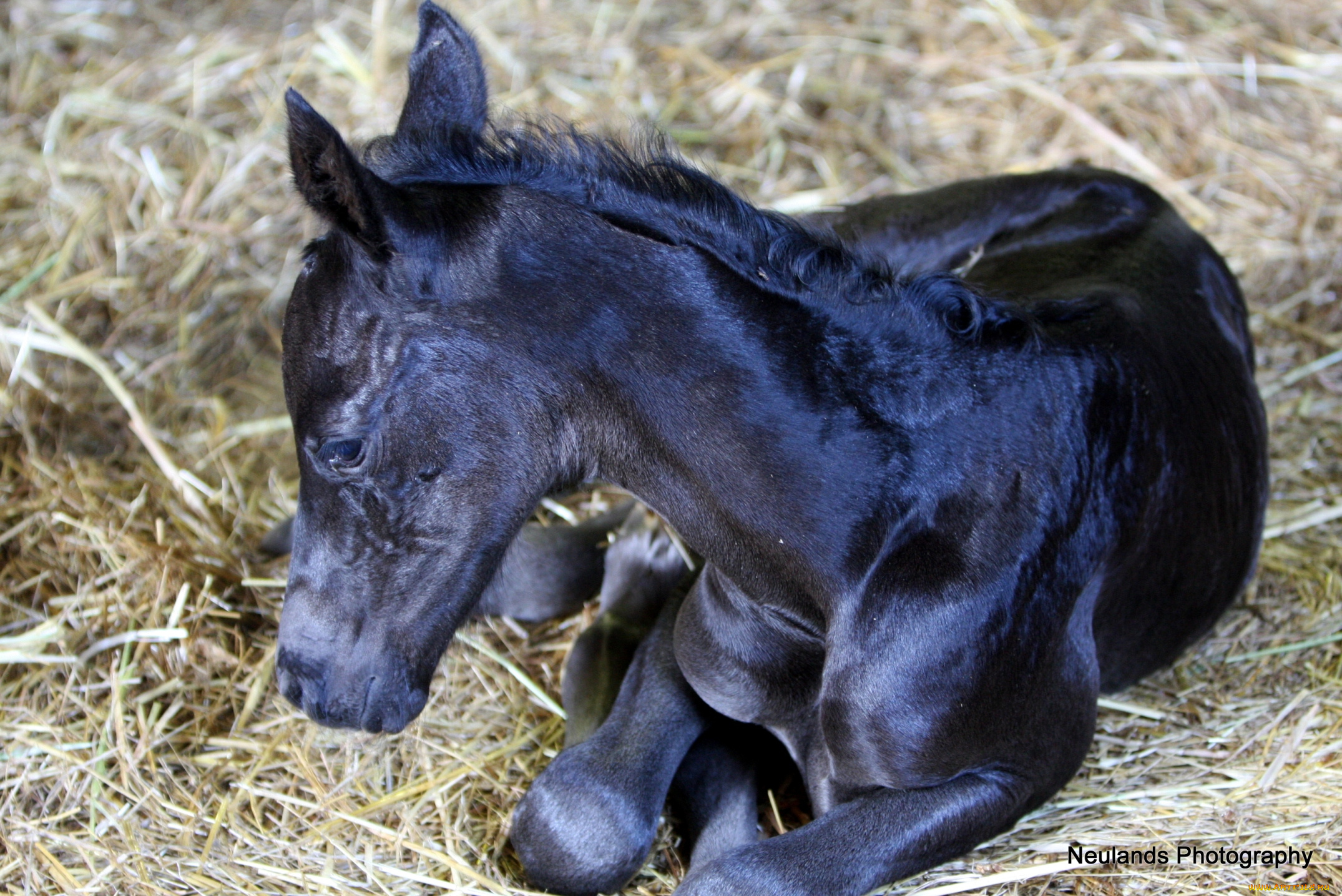 животные, лошади, жеребенок, вороной