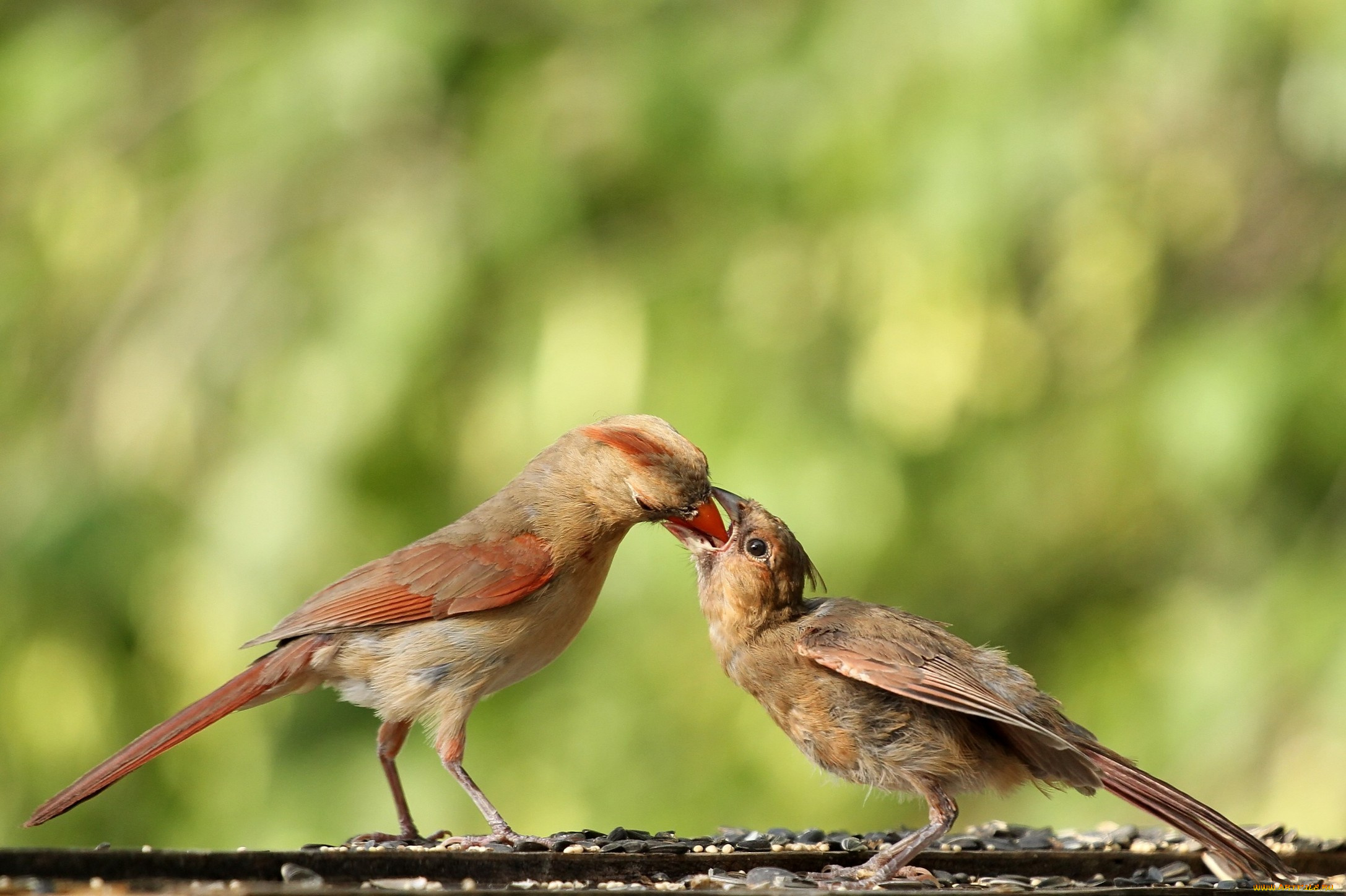 животные, кардиналы, птицы