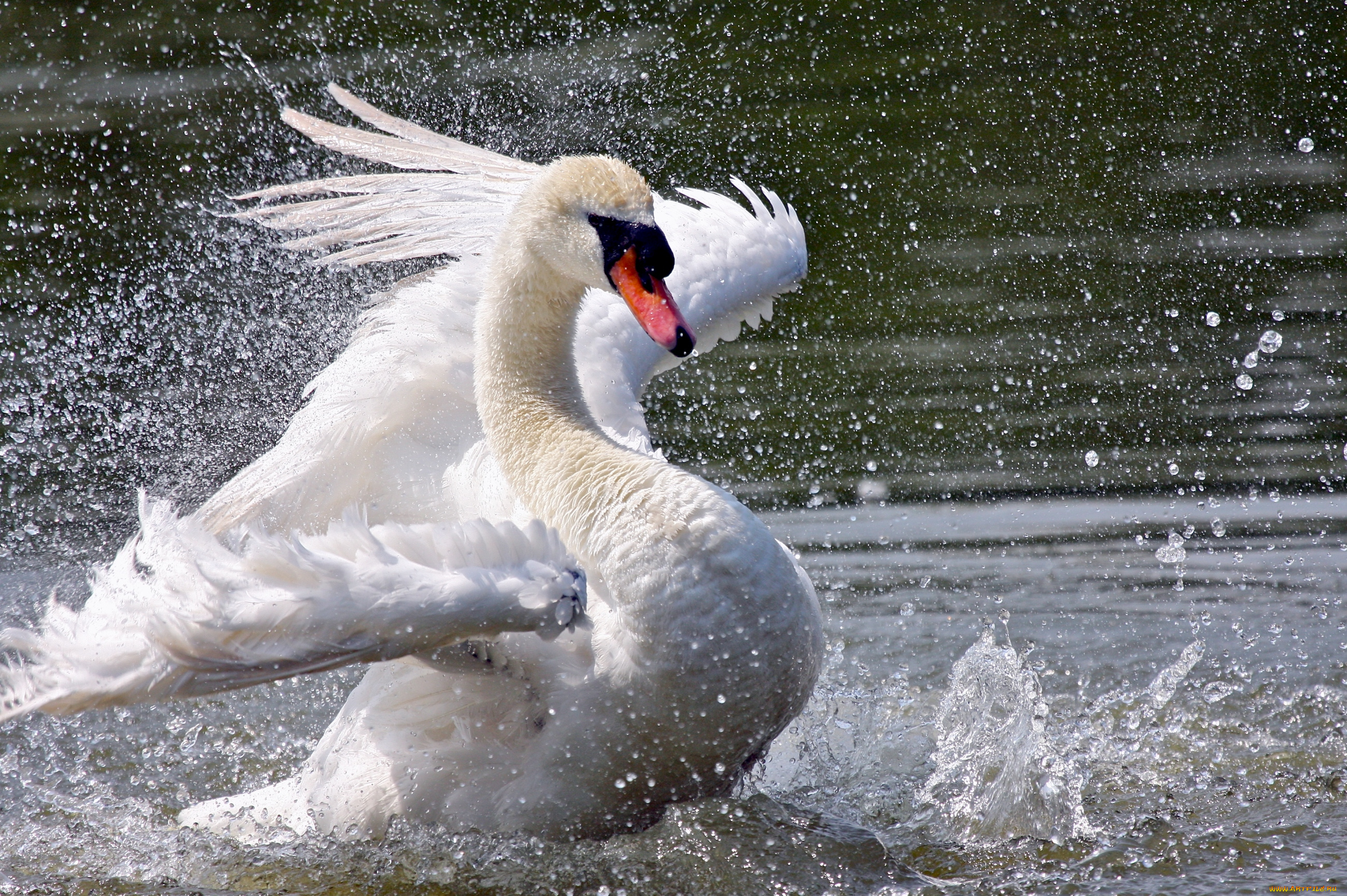 животные, лебеди, белый, шипун, крылья, брызги