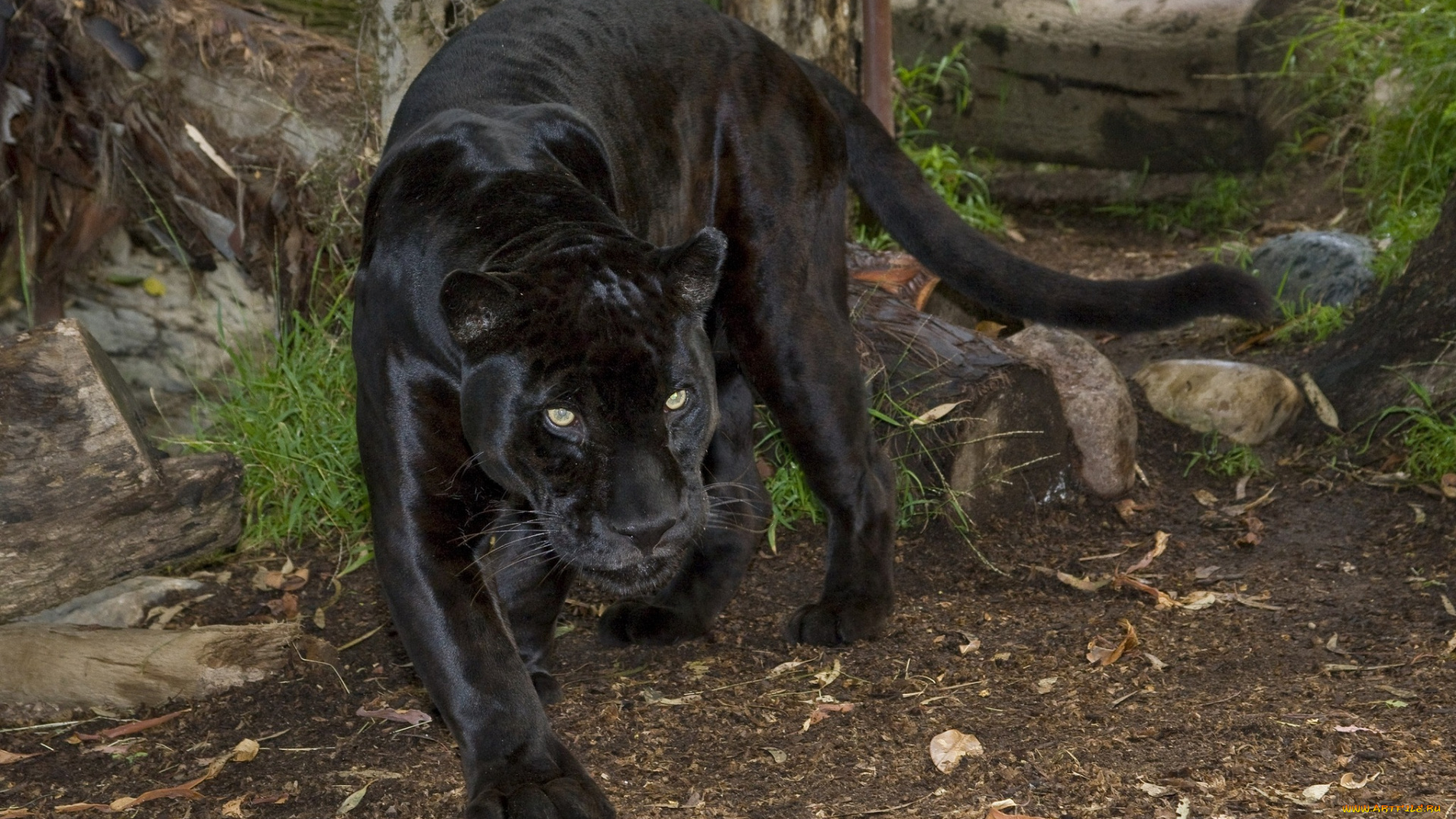 Черный, ягуар, orson, зоопарк, сан, диего, животные, пантеры, черный