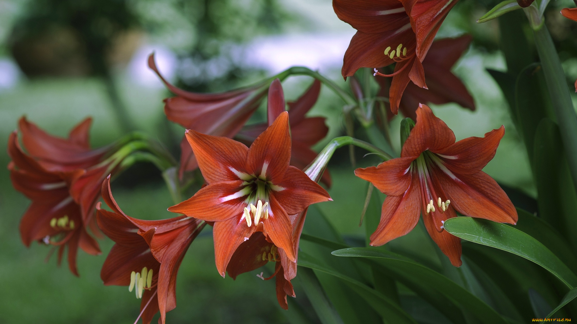 цветы, амариллисы, гиппеаструмы, красный