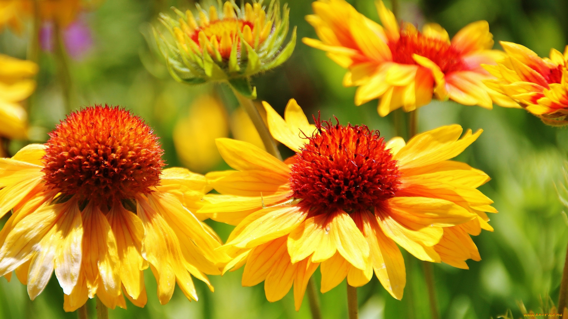 цветы, гайлардии, гелениумы, желтый, сияющий