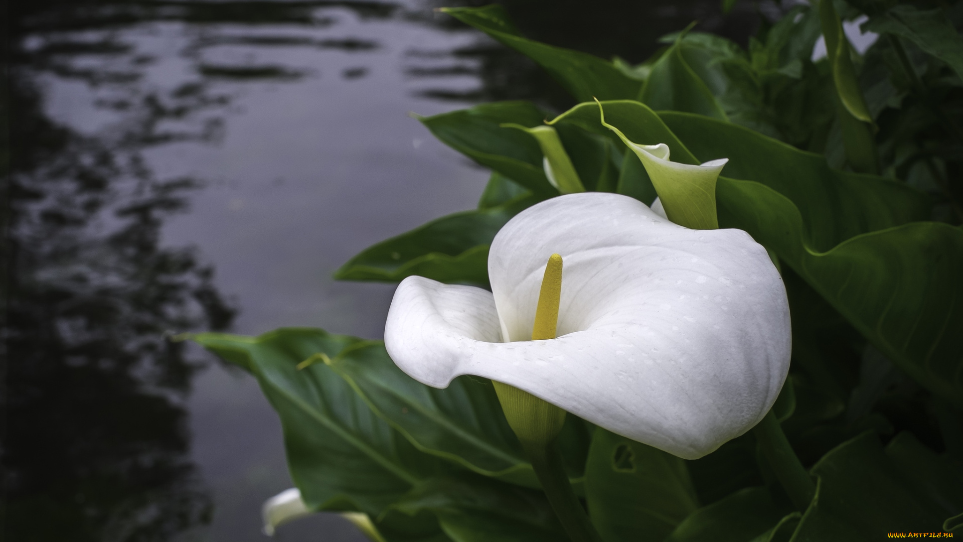 цветы, каллы, белый, вода