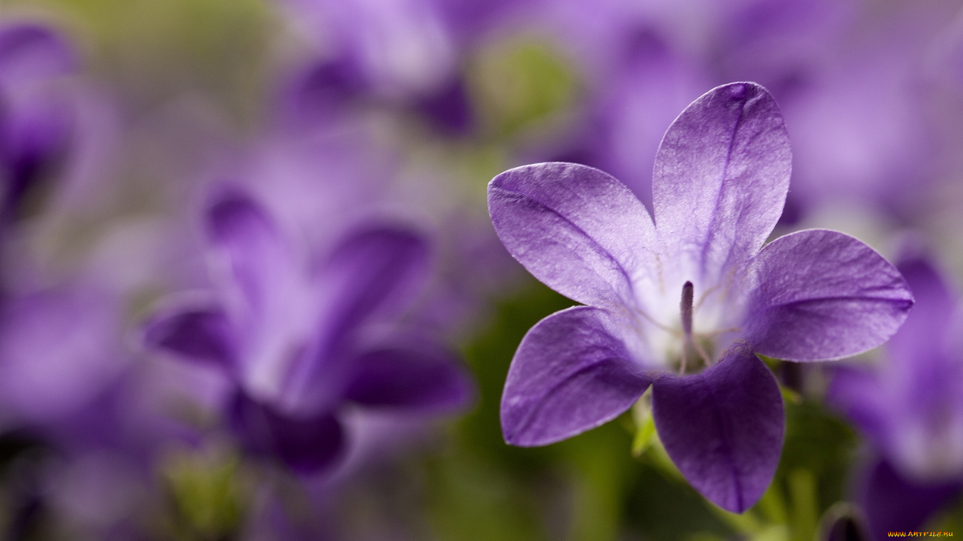 цветы, колокольчики, макро, фиолетовый