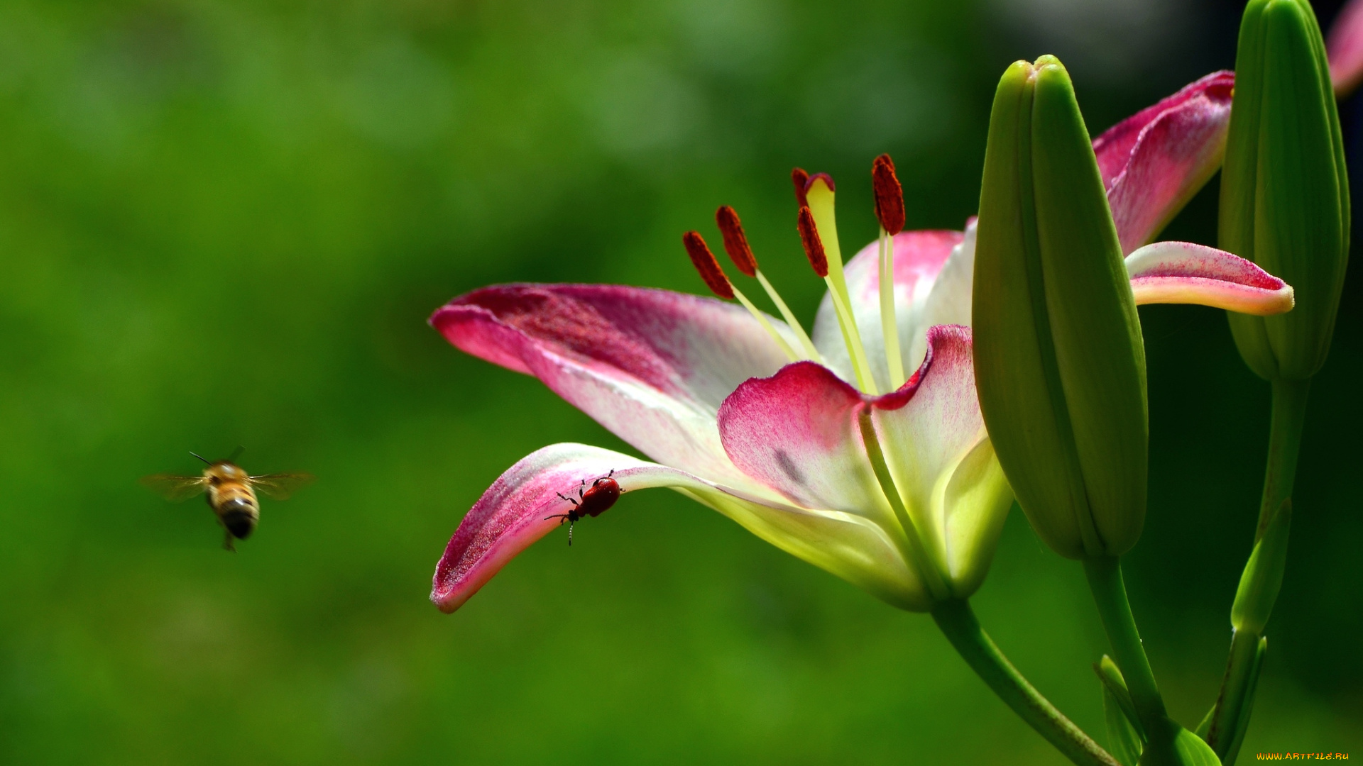 цветы, лилии, лилейники, макро, тычинки, пчела