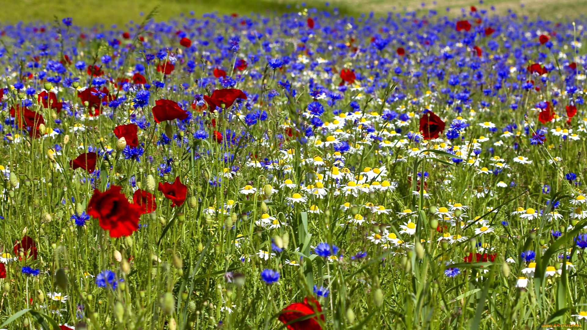 цветы, луговые, полевые, луг, ромашки, васильки, маки