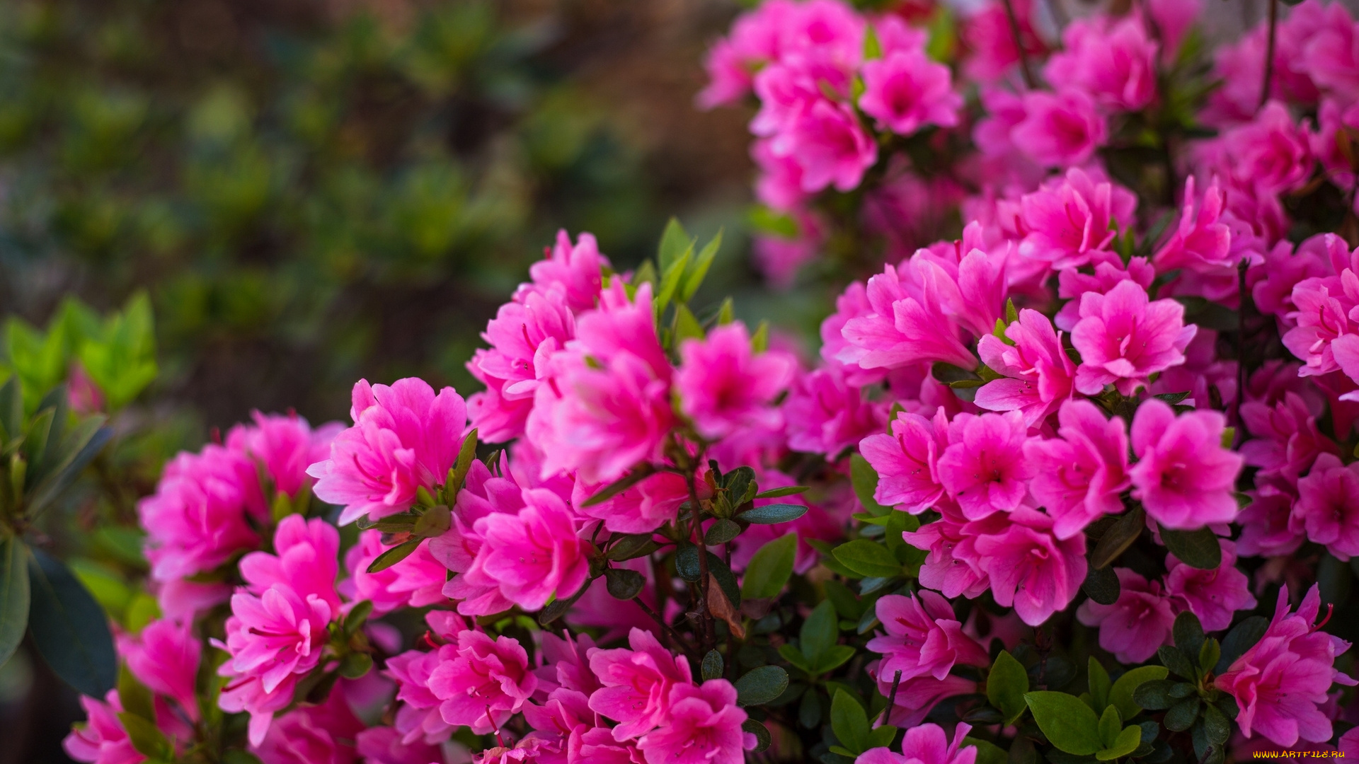 цветы, рододендроны, азалии, азалия, куст