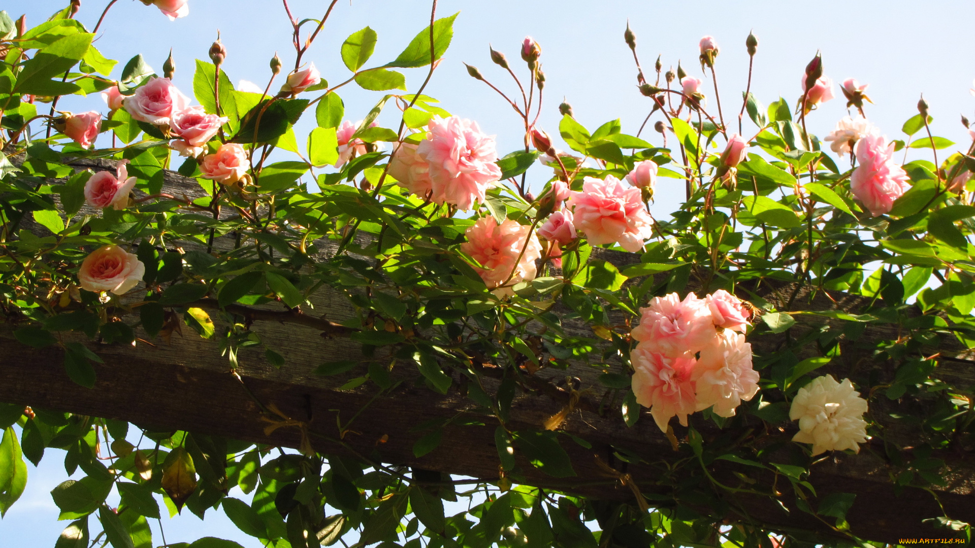 цветы, розы