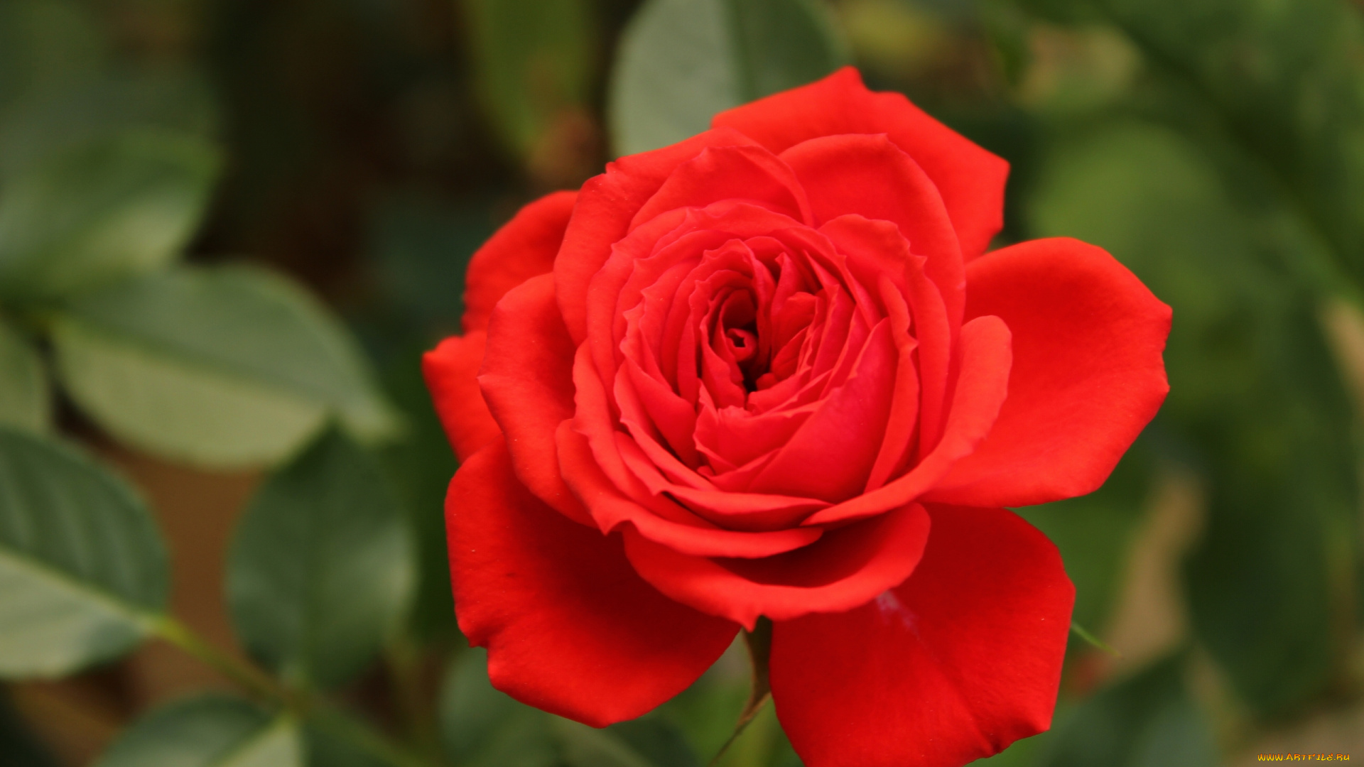 цветы, розы, бутон, лепестки, макро