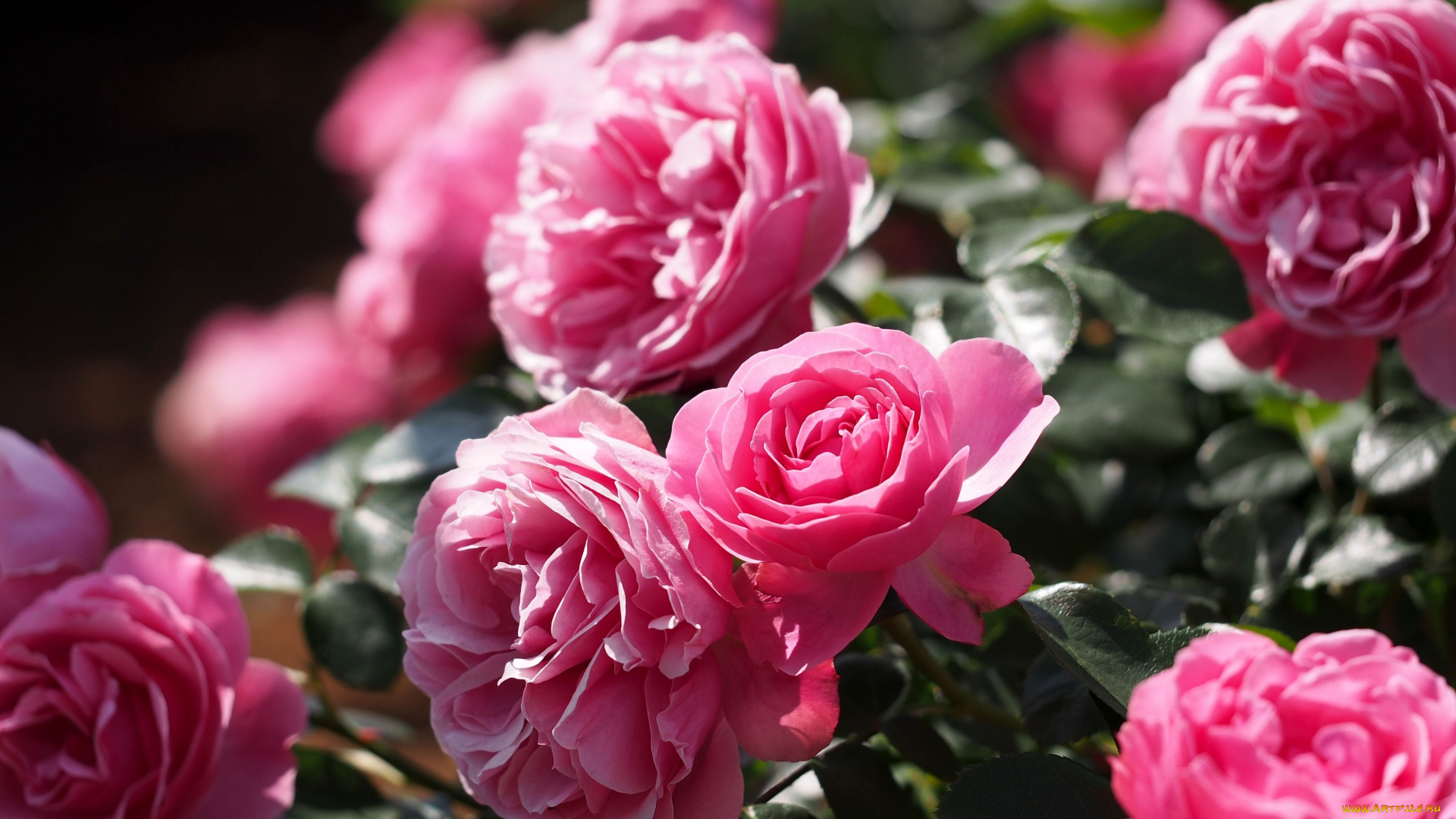 цветы, розы, бутоны, куст