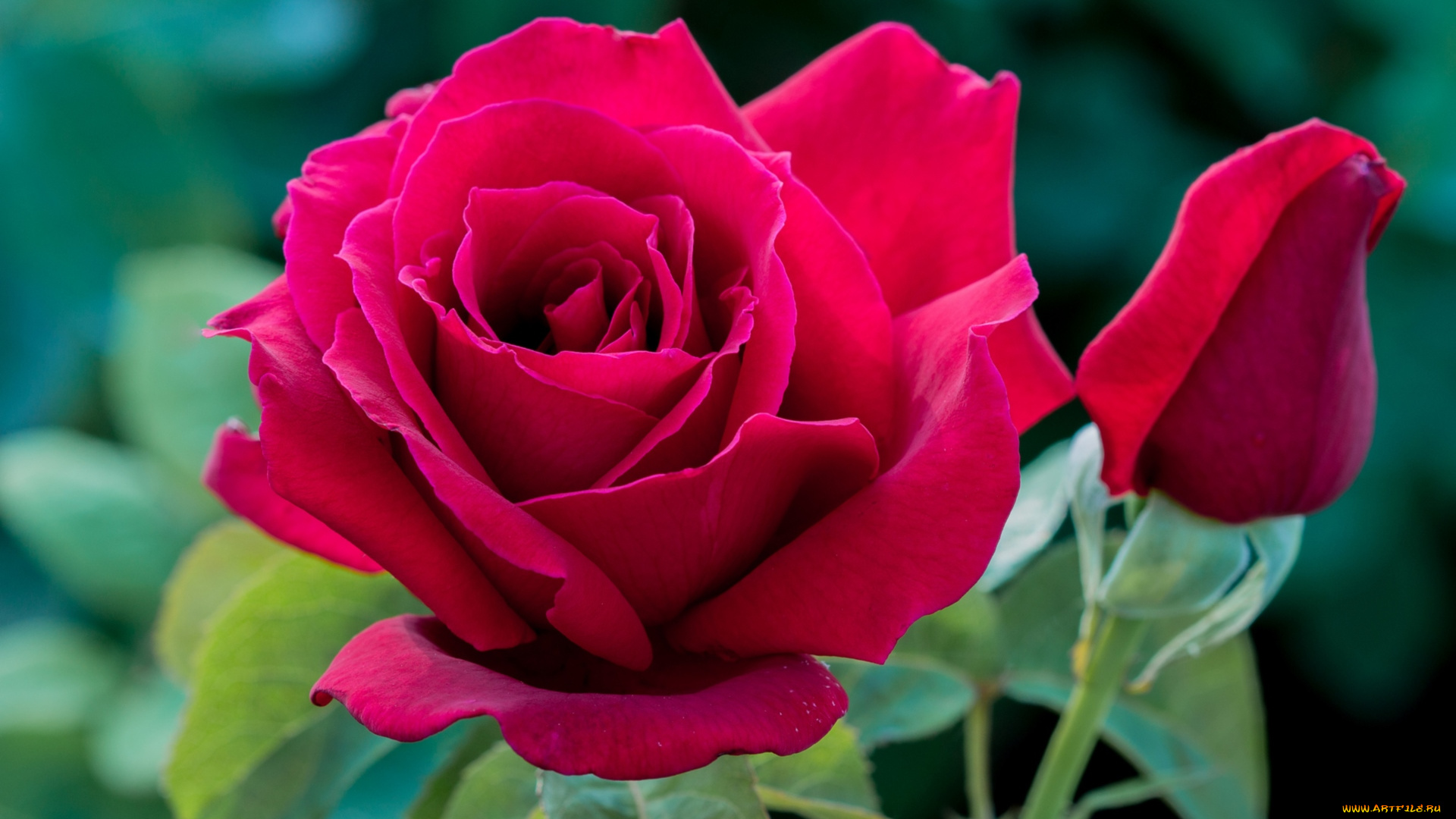 цветы, розы, красный, бутон