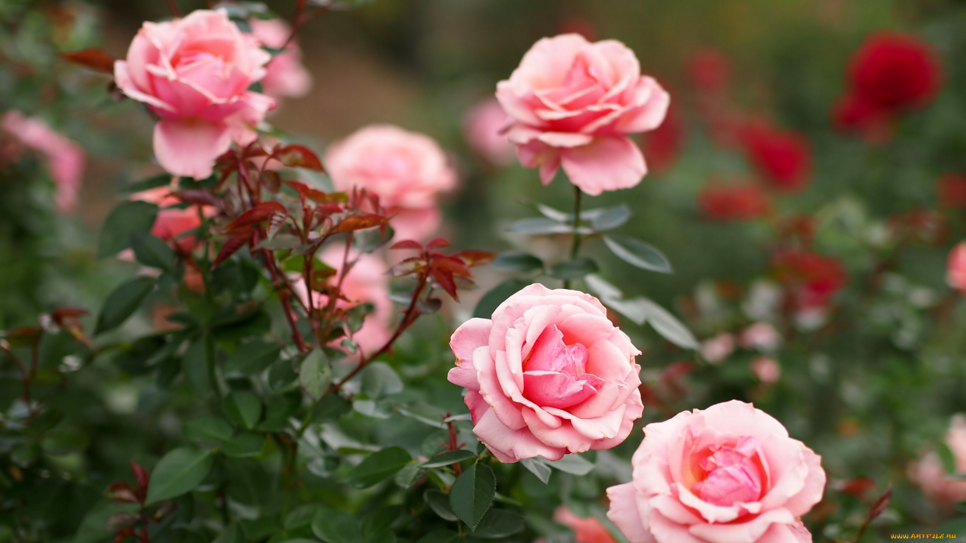 цветы, розы, кусты, бутоны