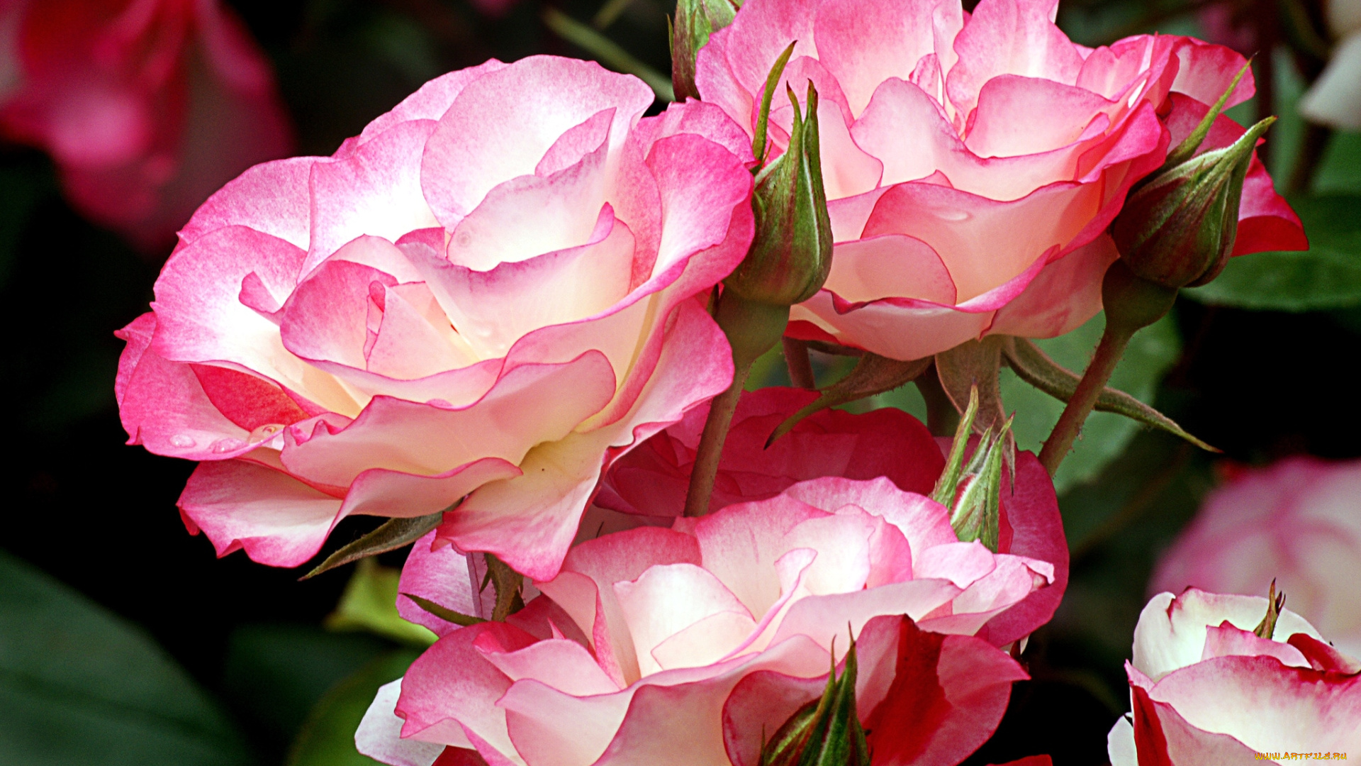 цветы, розы, пестрый