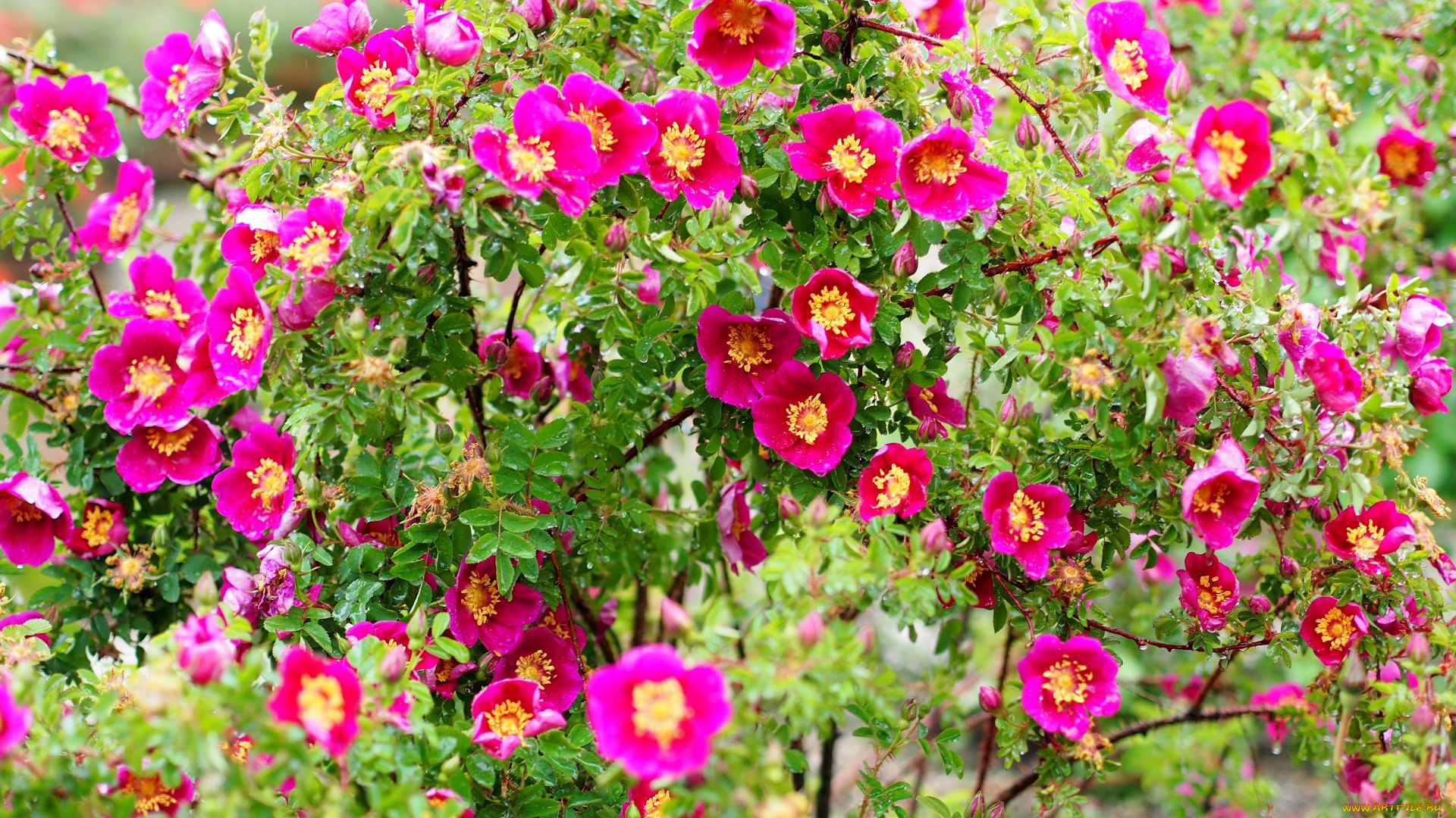 цветы, розы, розовый, куст