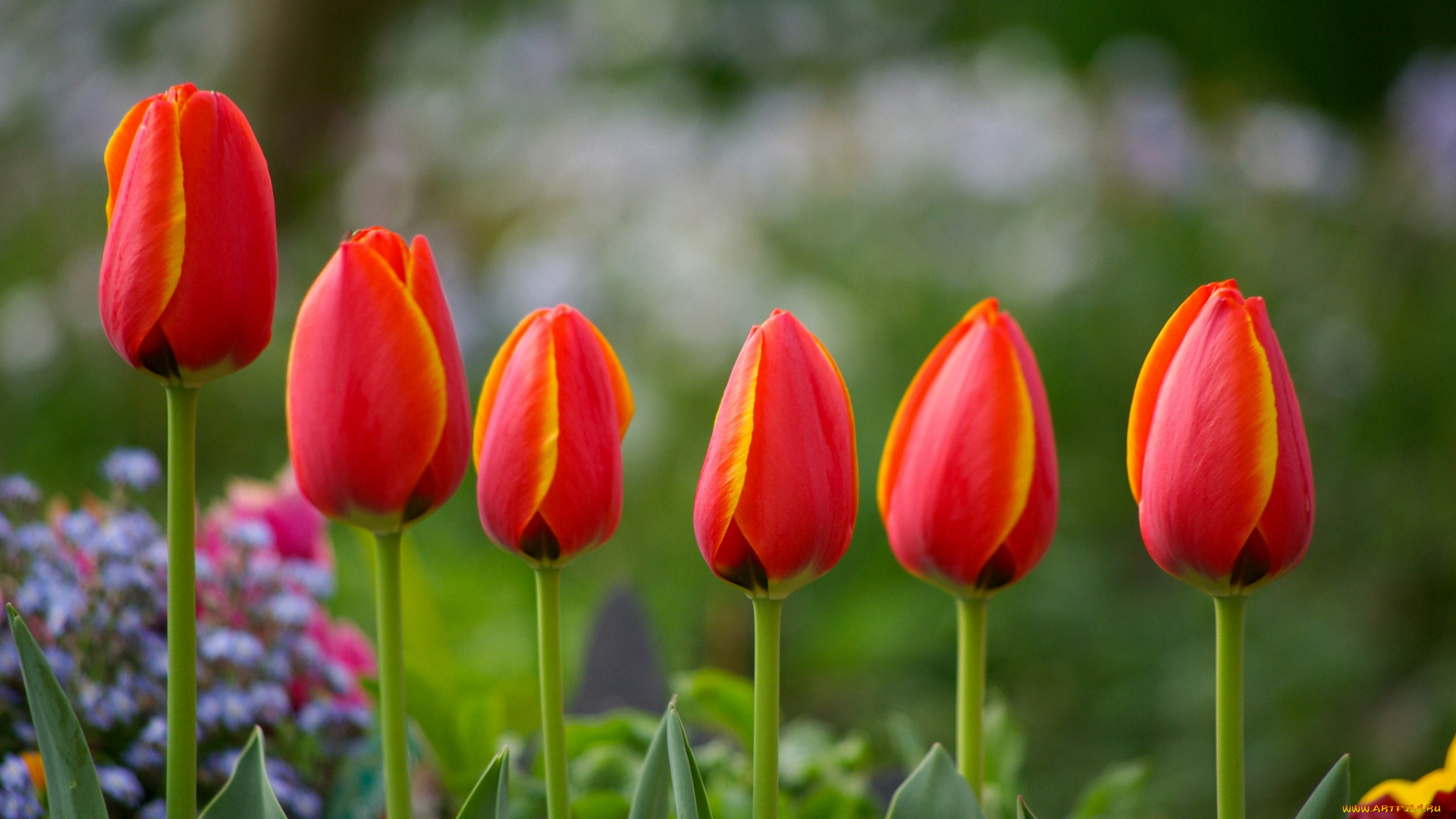 цветы, тюльпаны, красный, бутоны