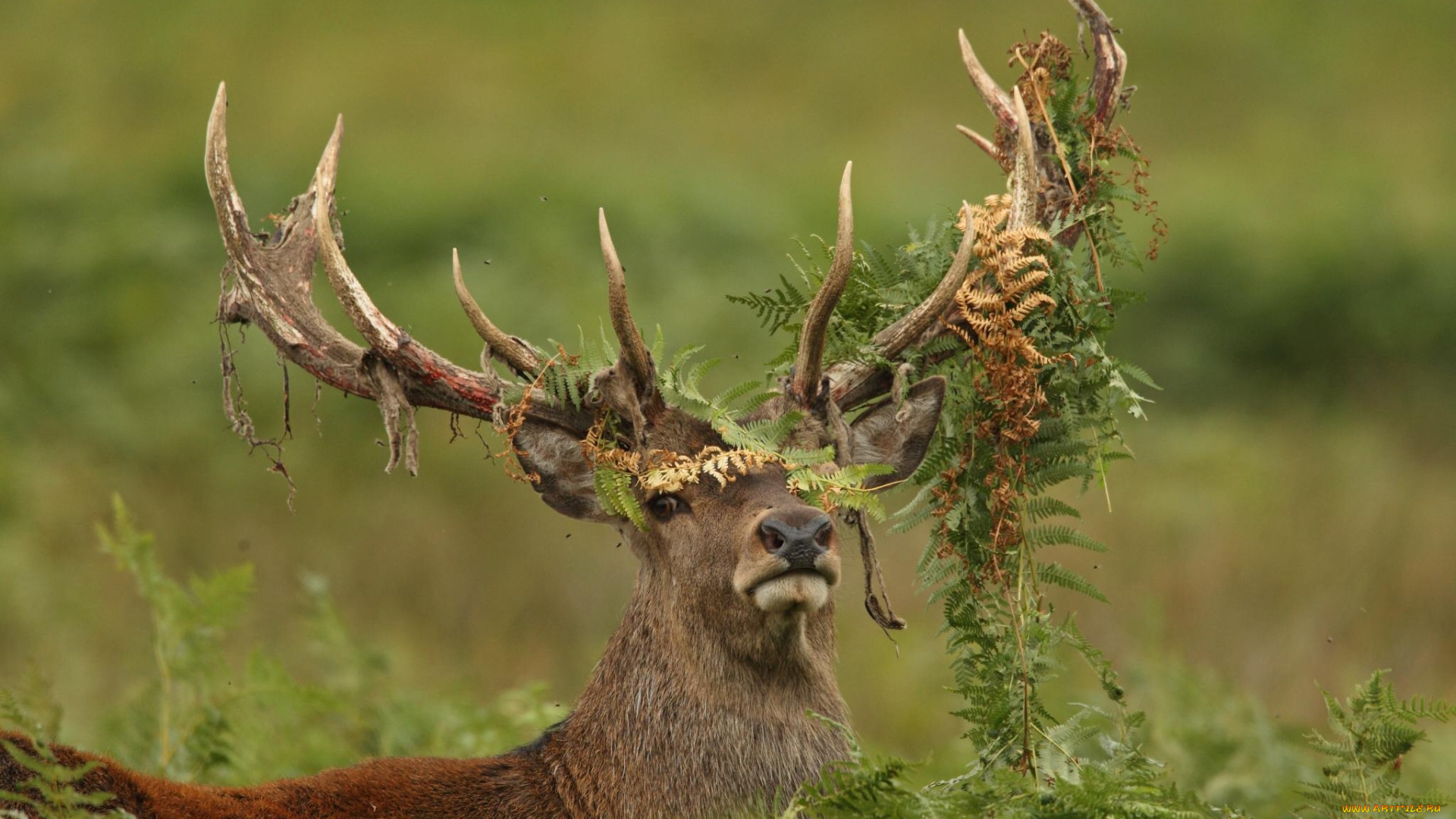 затаварился, животные, олени, рога, папоротник