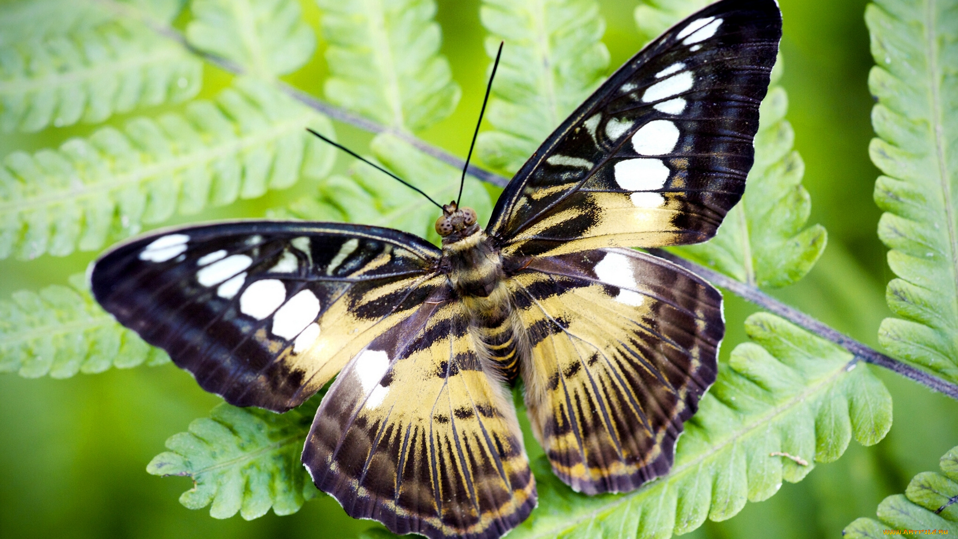 животные, бабочки, лист, сильвия, тигровая, макро