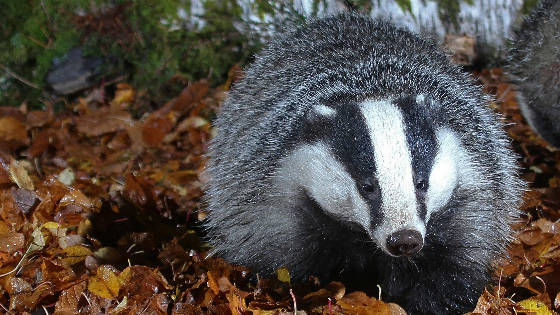 животные, барсуки, листья